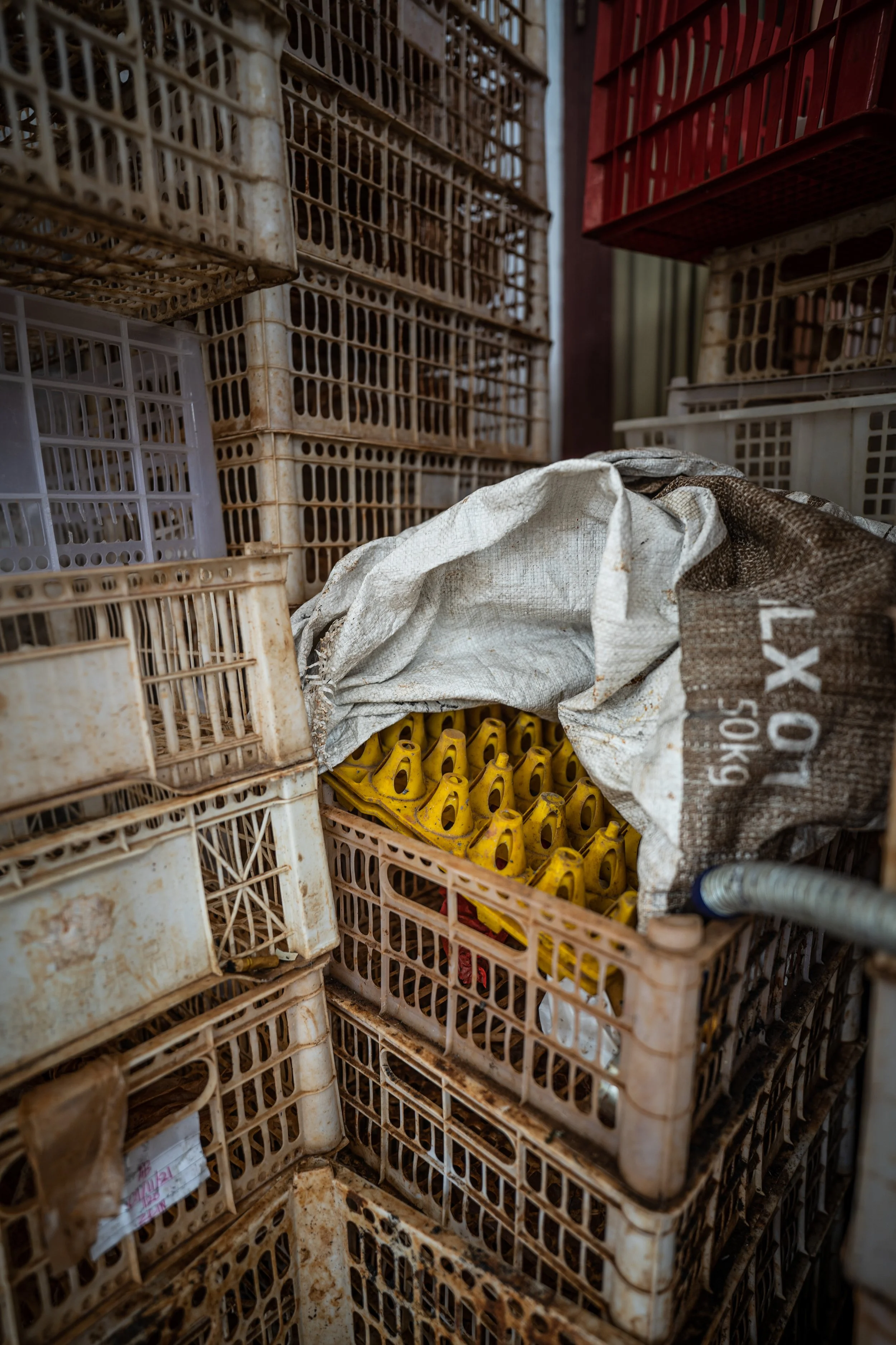 duck farm indonesia-54.jpg
