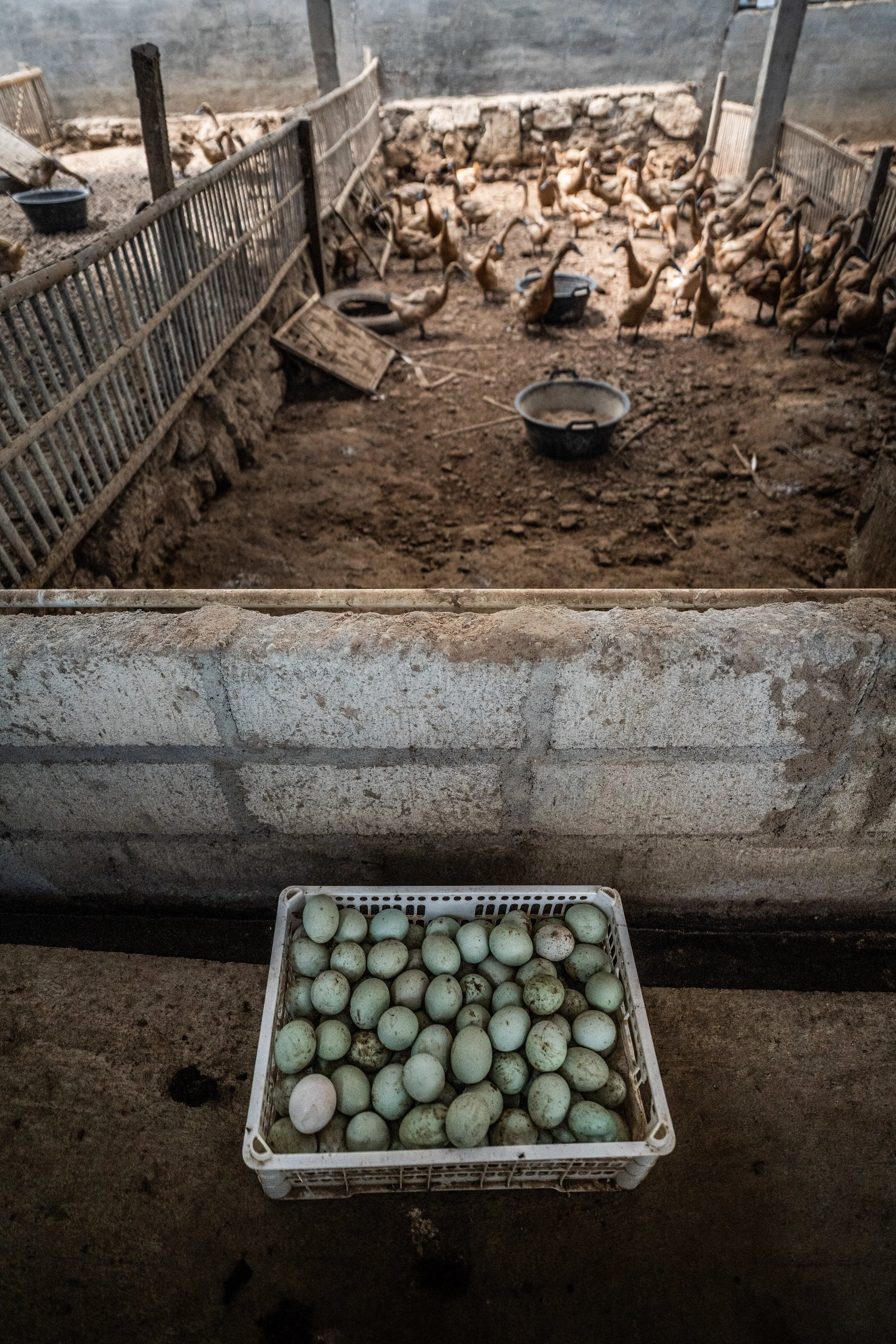 duck farm indonesia-194.jpg