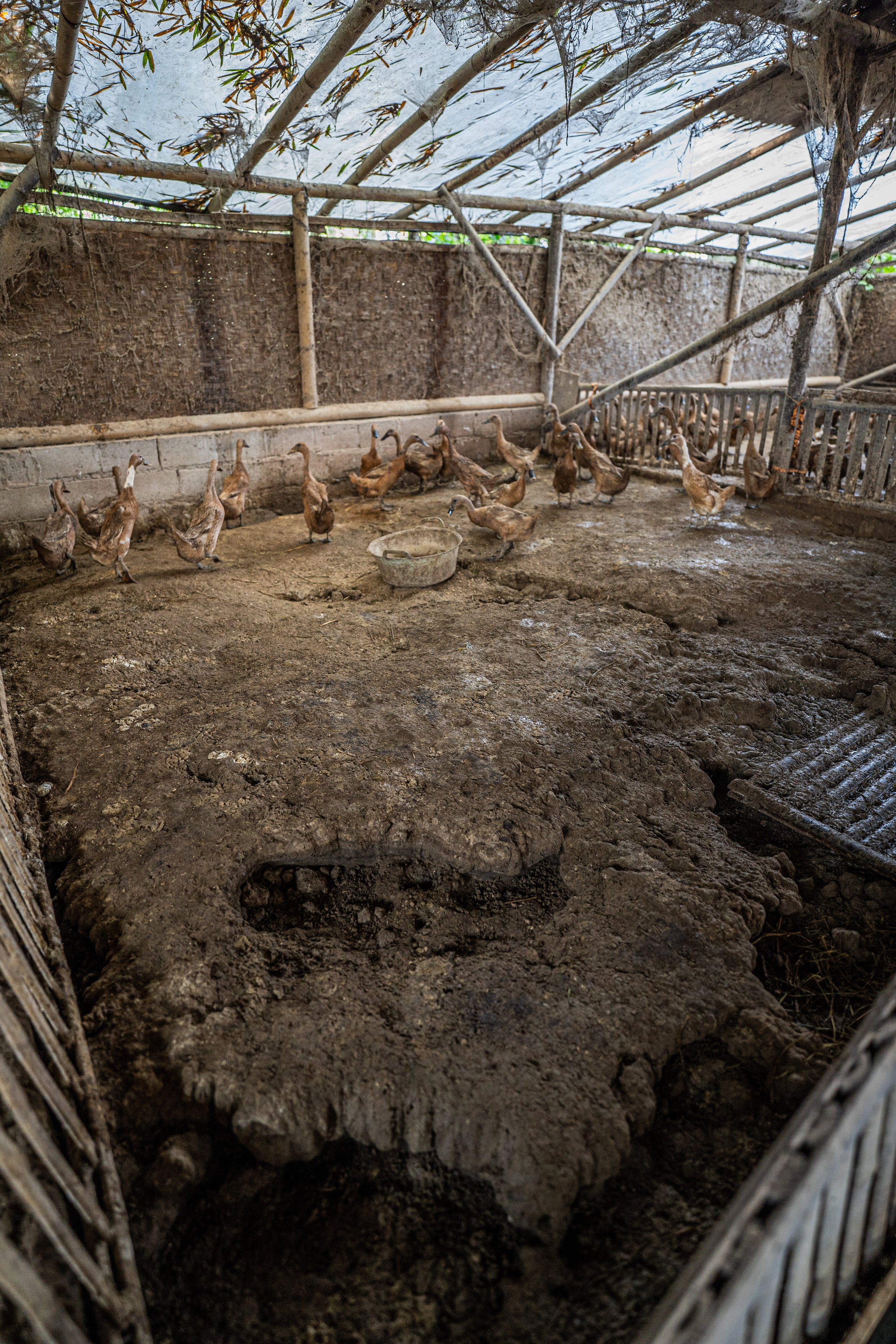 duck farm indonesia-149.jpg