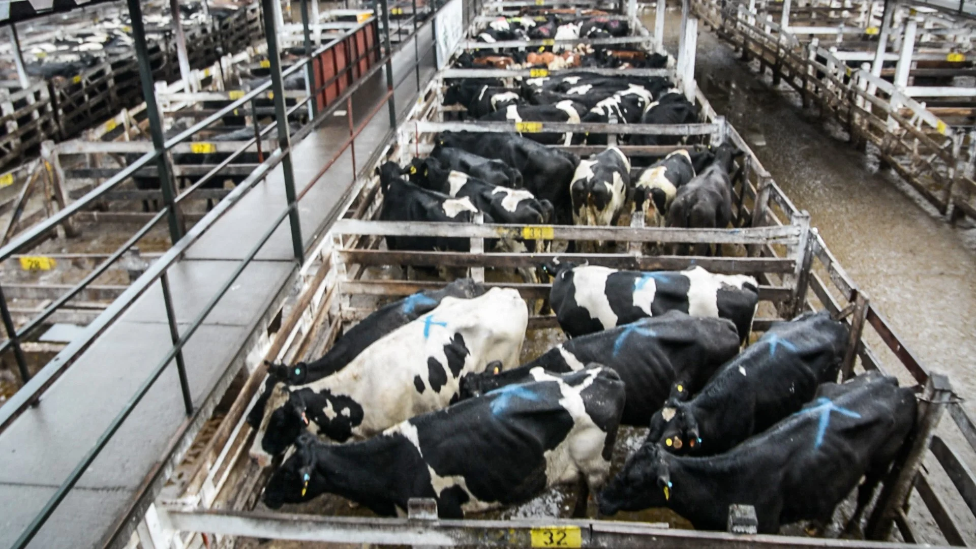 argentinacattle-8-of-10jpg.jpg