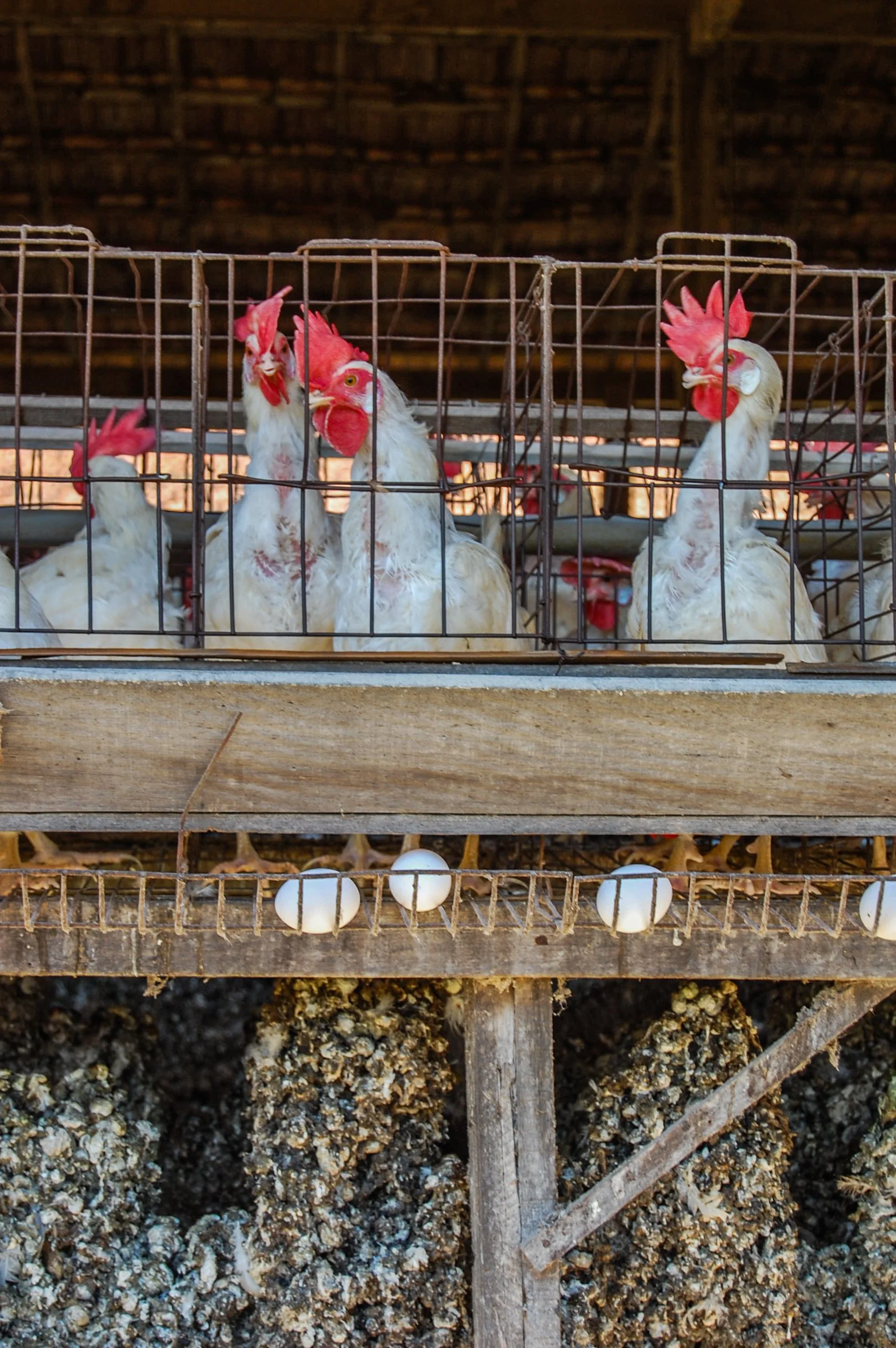 brazilmoreeggfarms-45-of-70jpg.jpg