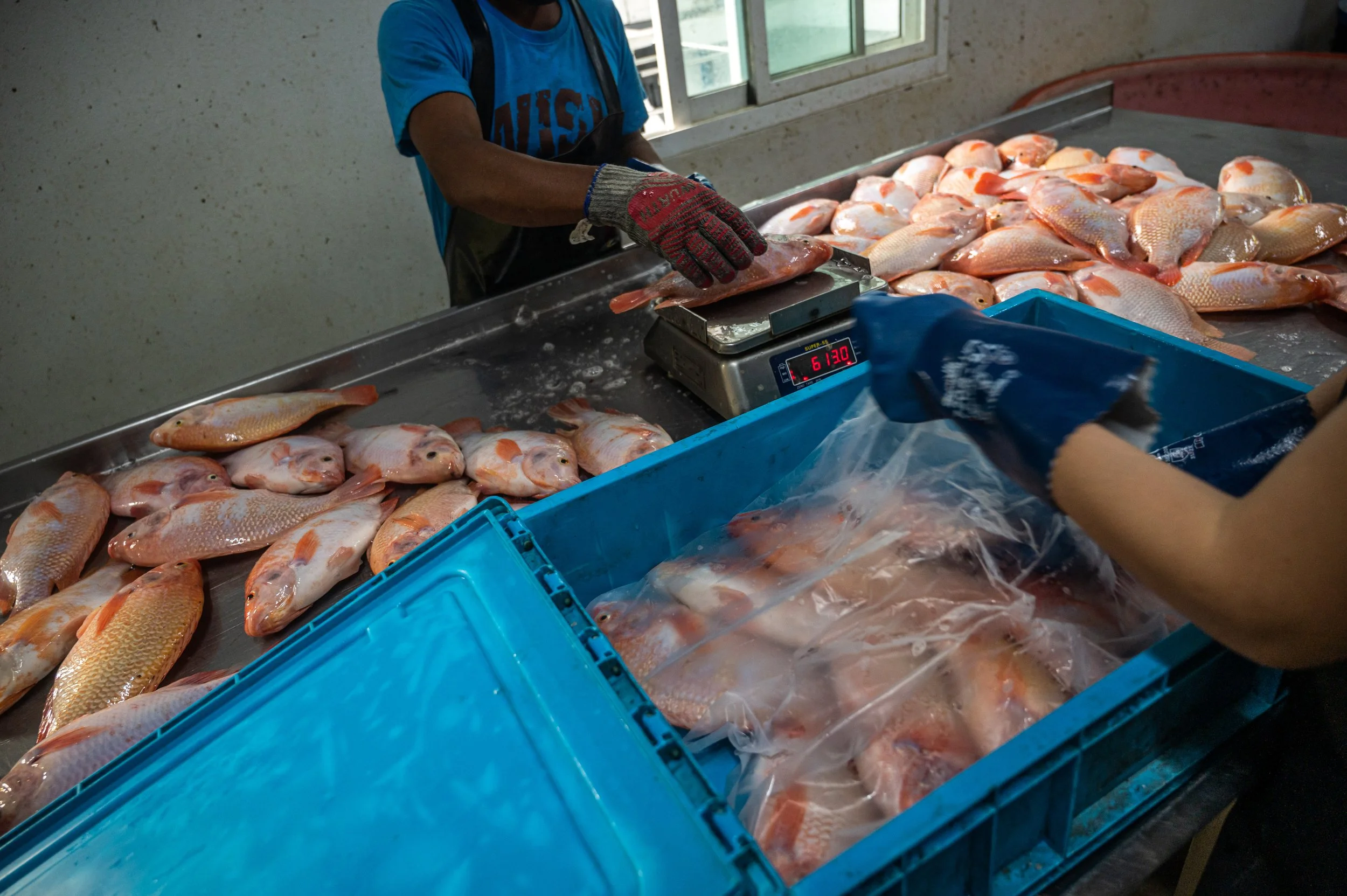 fish farm thailand-212.jpg