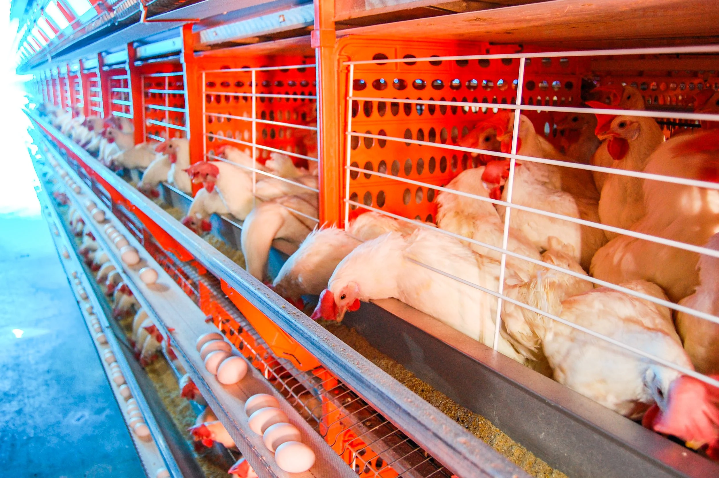 brazilmoreeggfarms-25-of-70jpg.jpg
