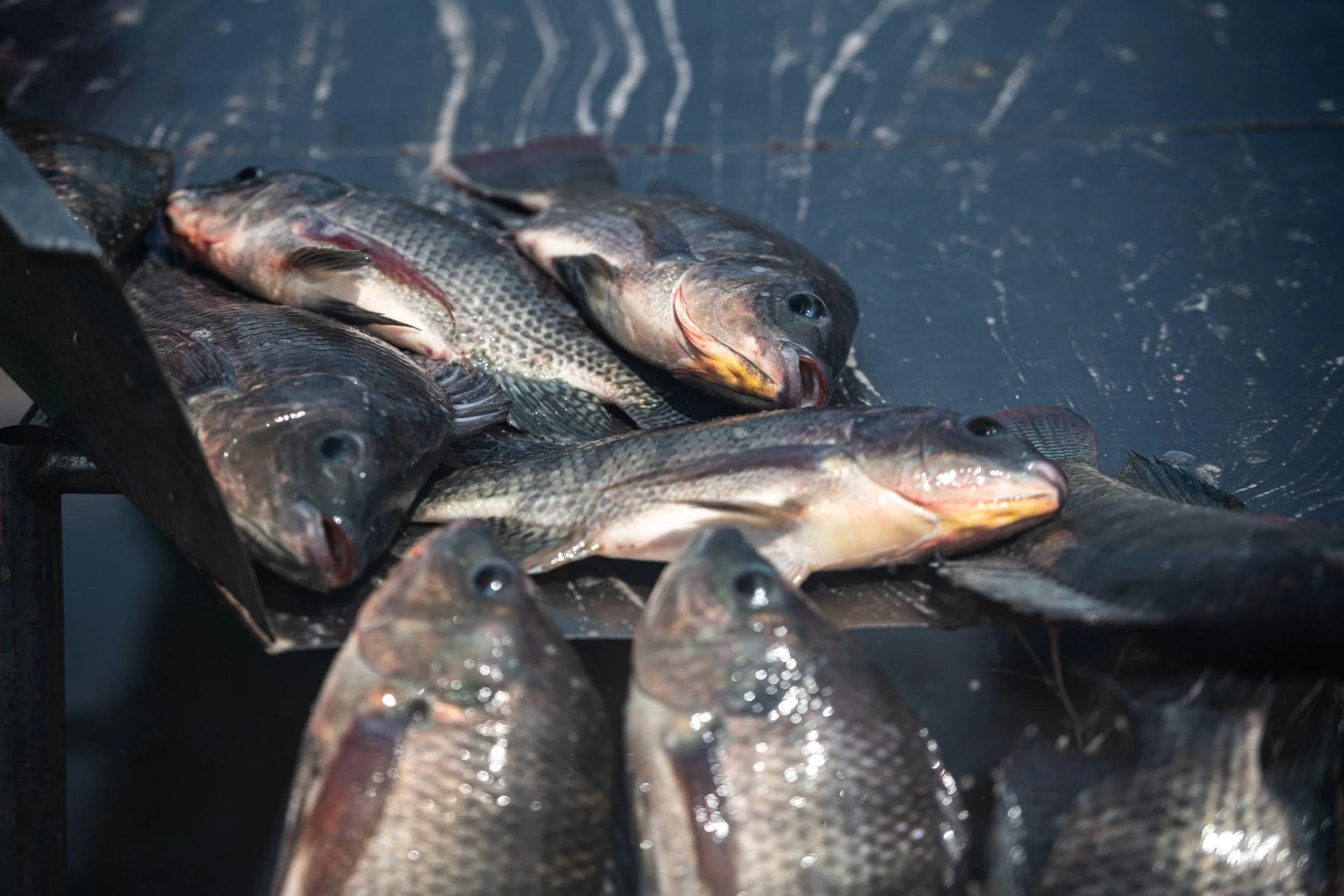fish farm thailand-150.jpg