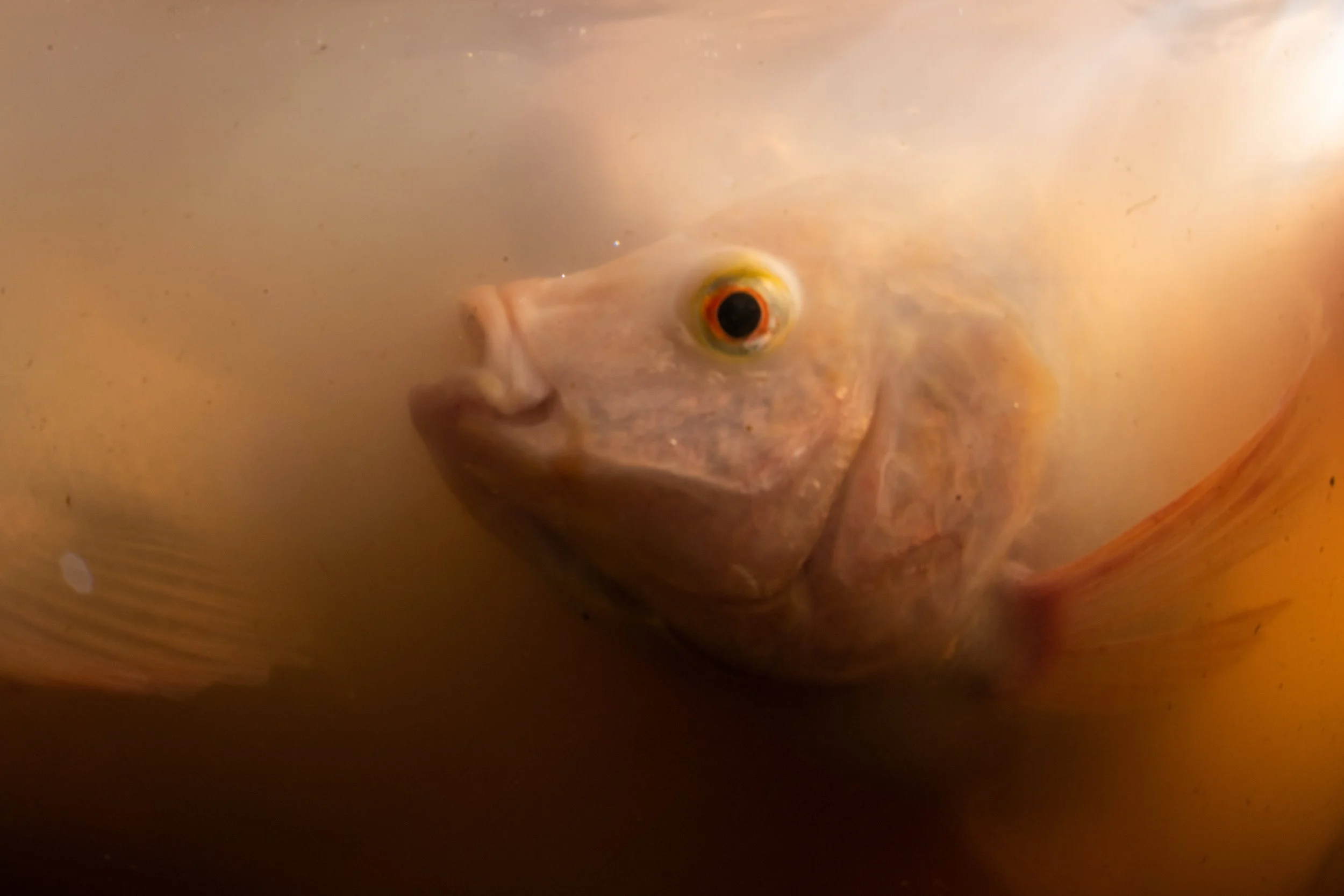 fish farm thailand-1.jpg