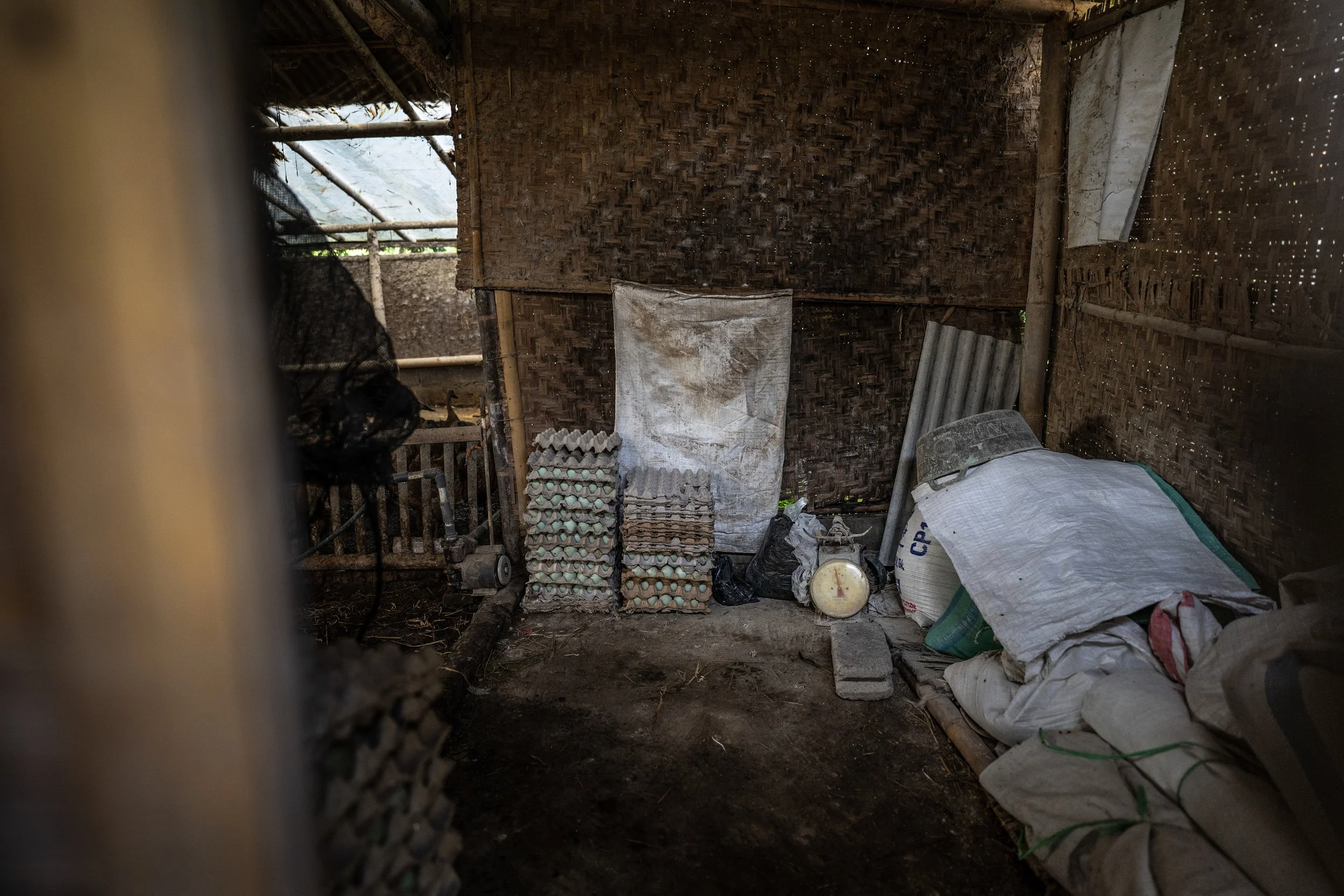 duck farm indonesia-104.jpg
