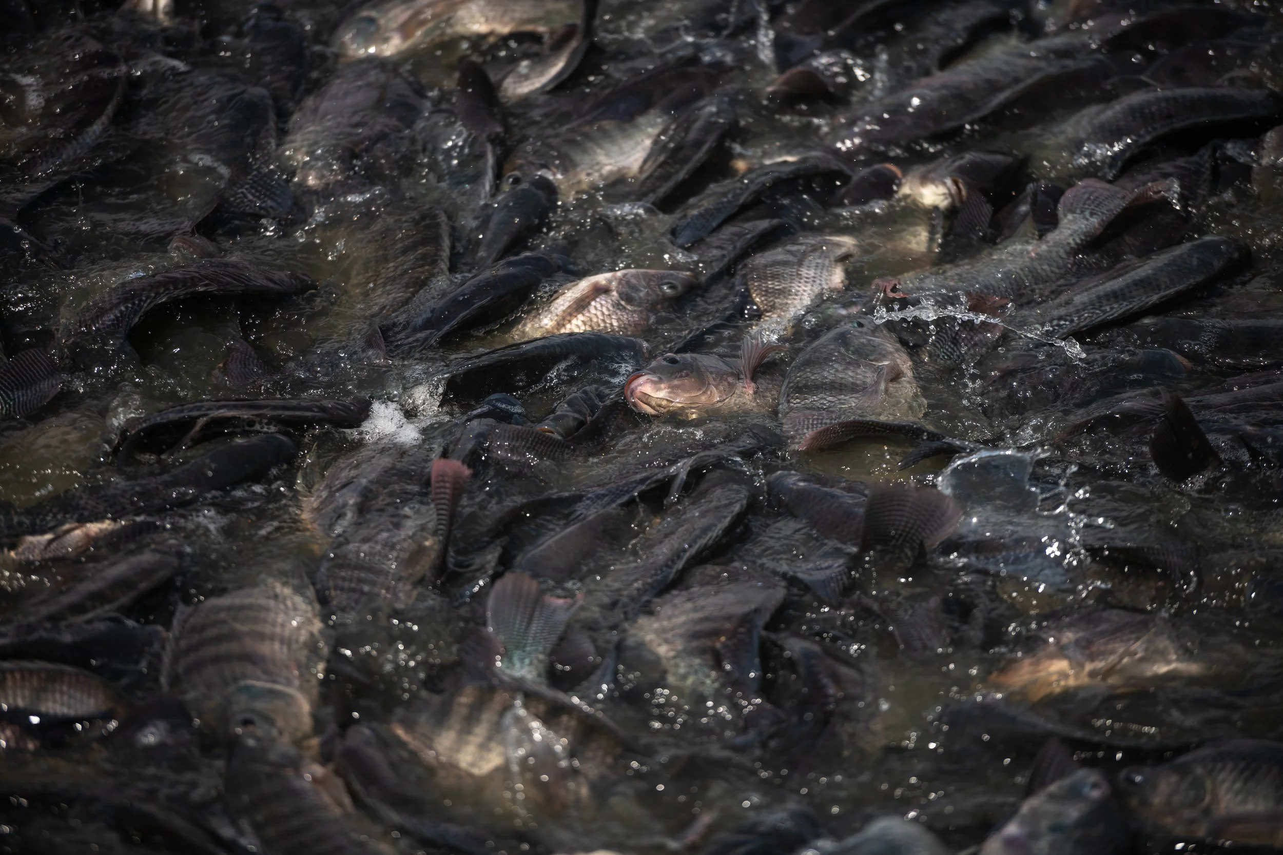 fish farm thailand-163.jpg