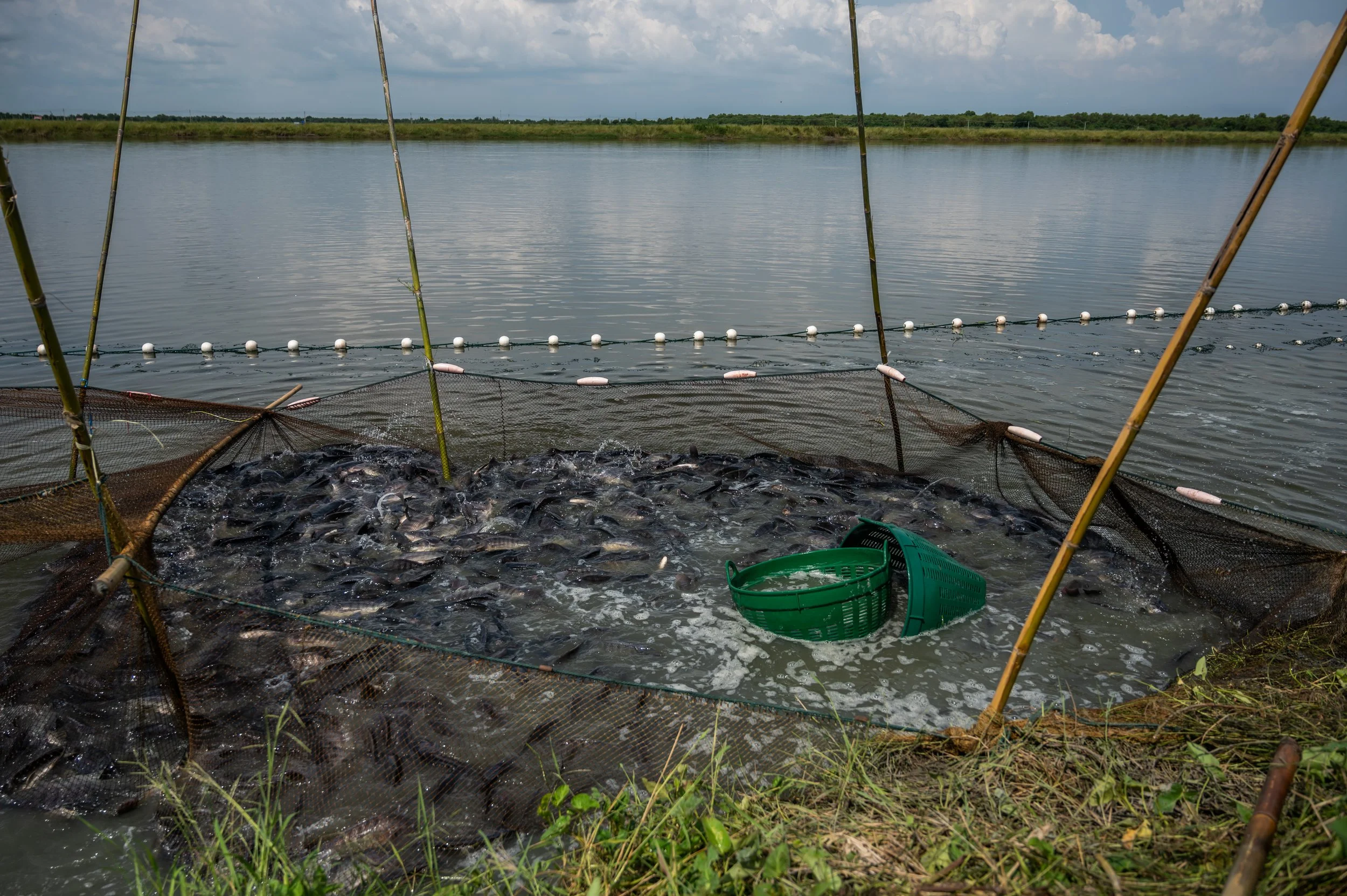 fish farm thailand-147.jpg