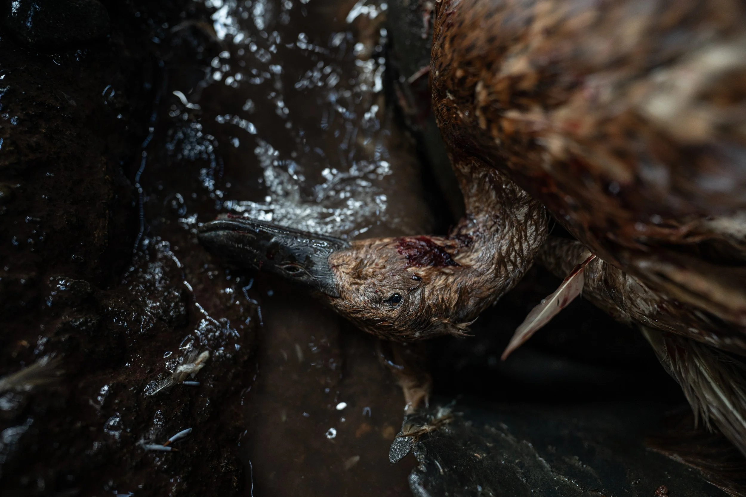 duck farm indonesia-71.jpg