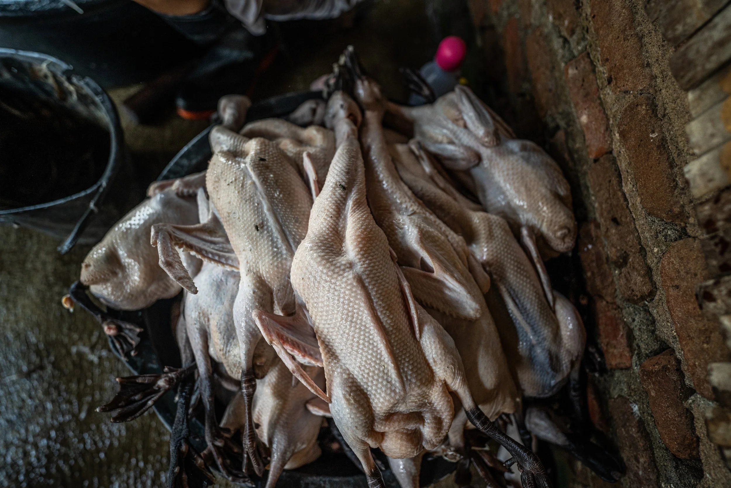 duck farm indonesia-17.jpg