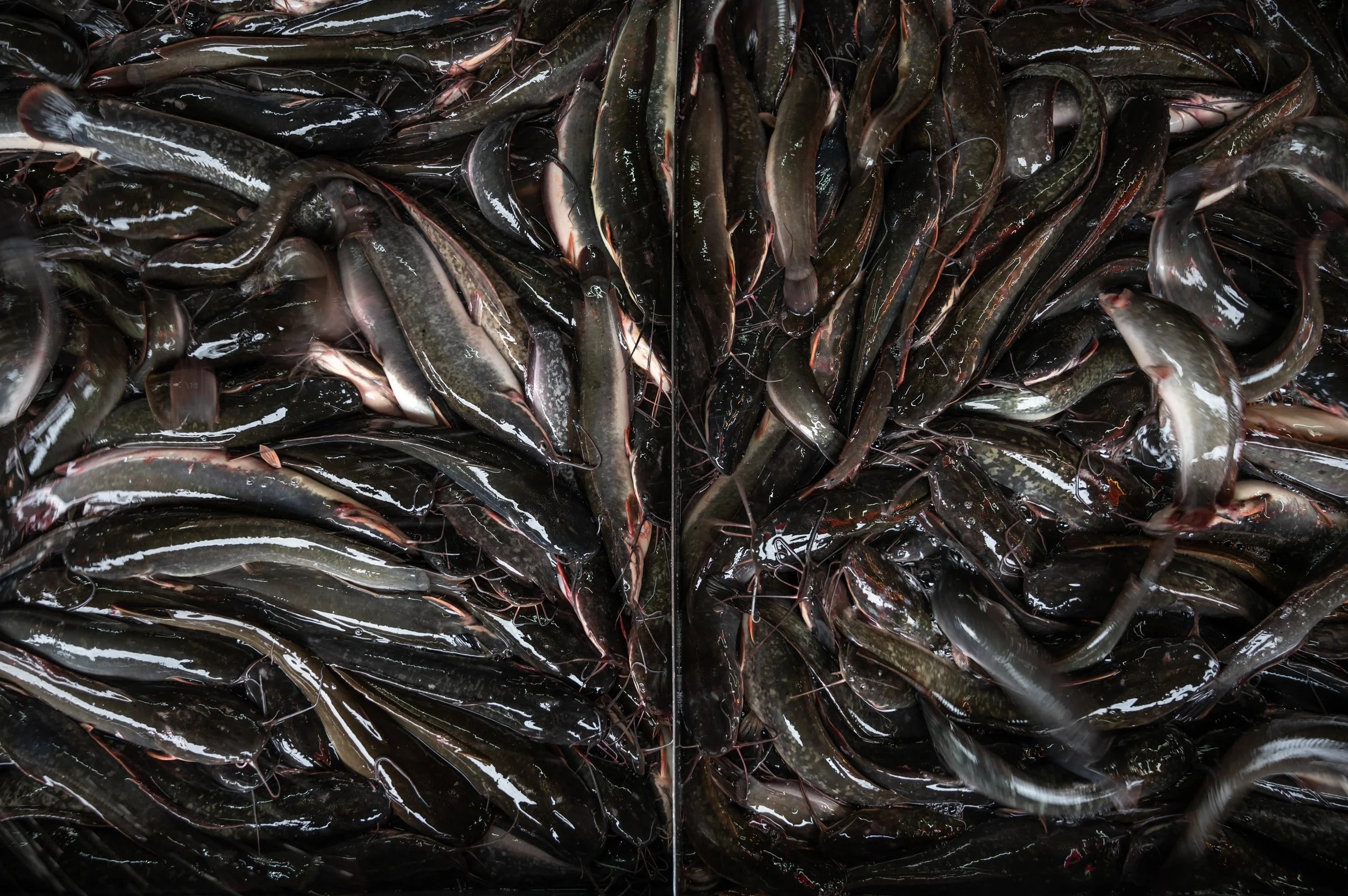 fish farm thailand-45.jpg