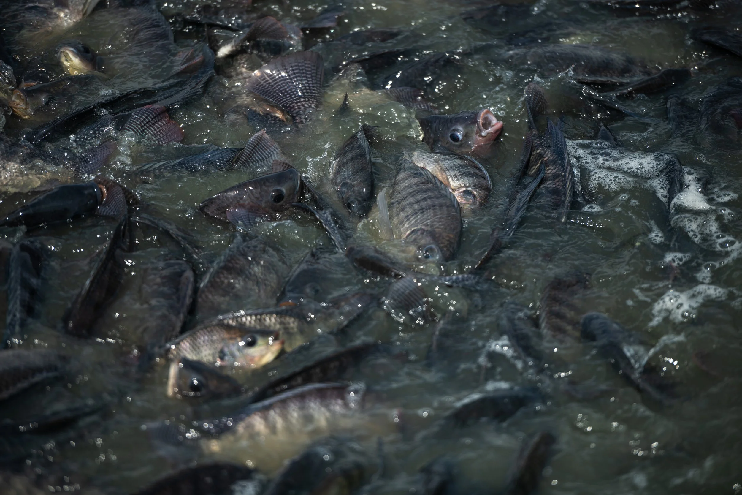 fish farm thailand-168.jpg