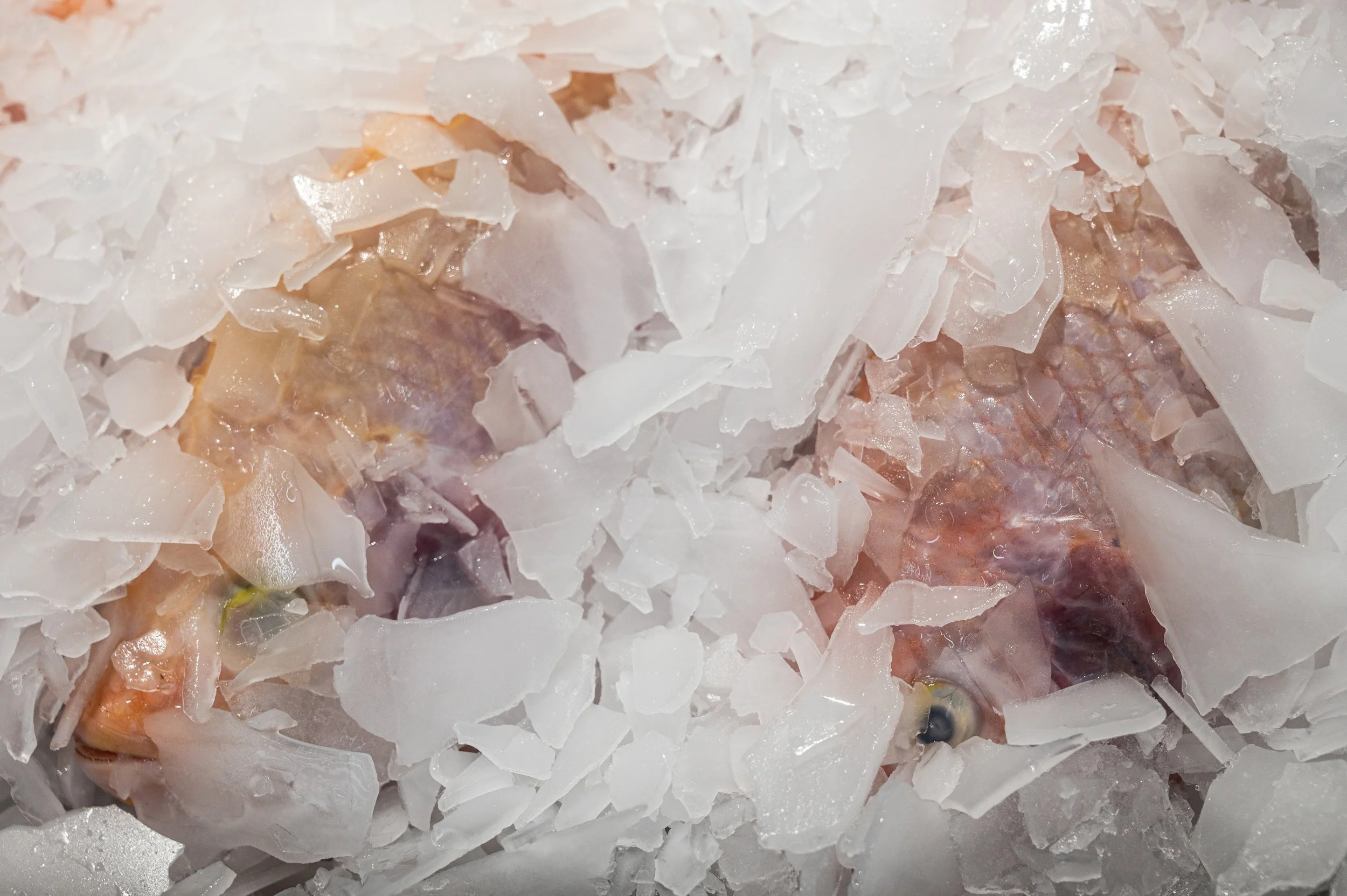 fish farm thailand-240.jpg