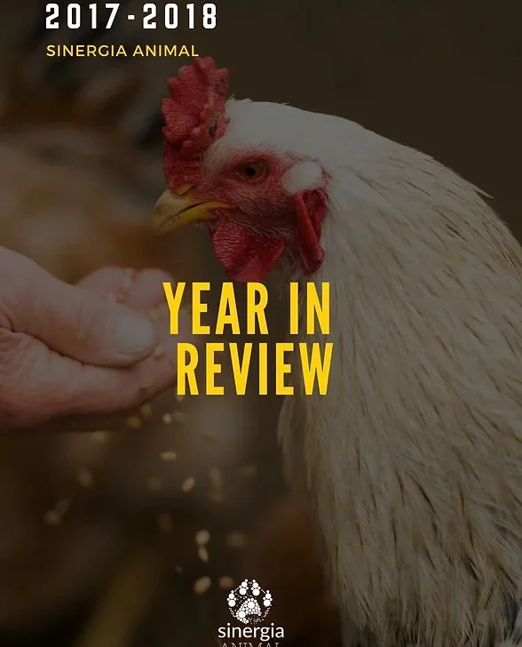 Cover of an animal organization report with a close-up of a white chicken being fed by a human hand.