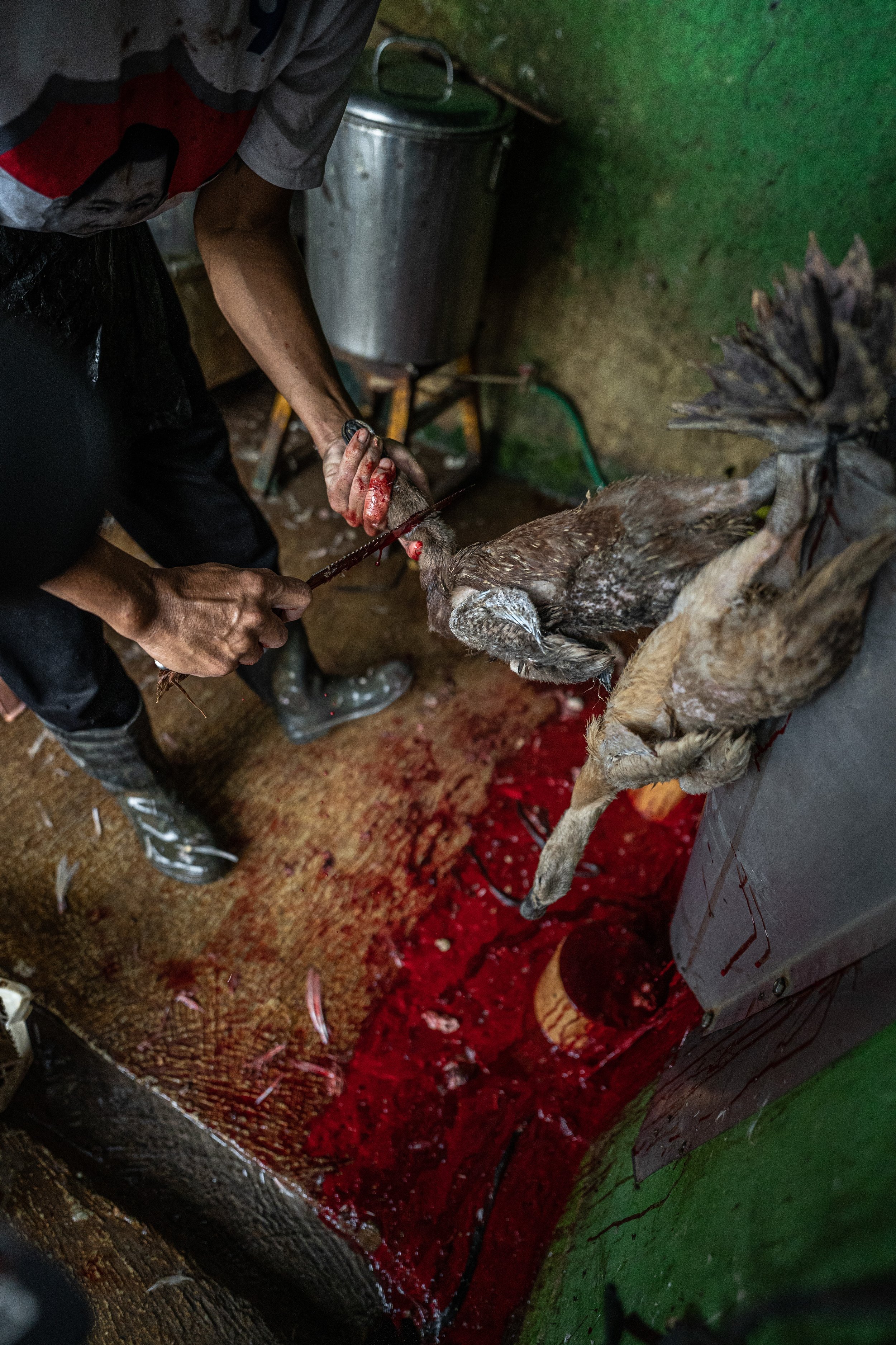 duck farm indonesia-70.jpg