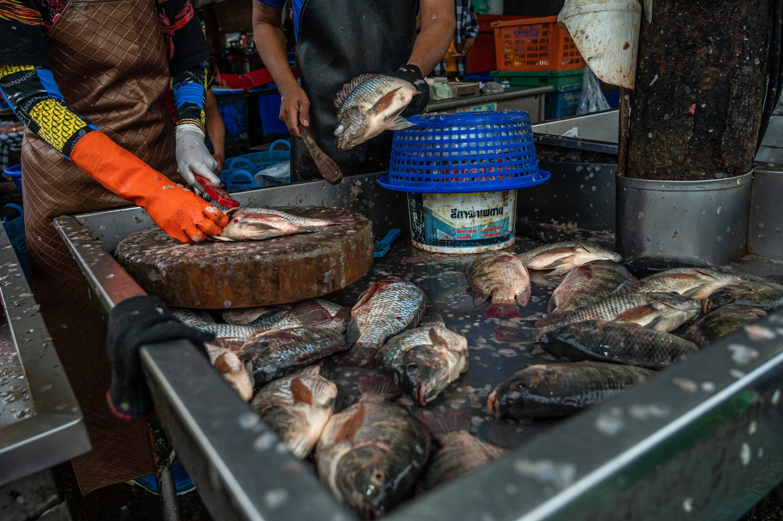 fish farm thailand-58.jpg