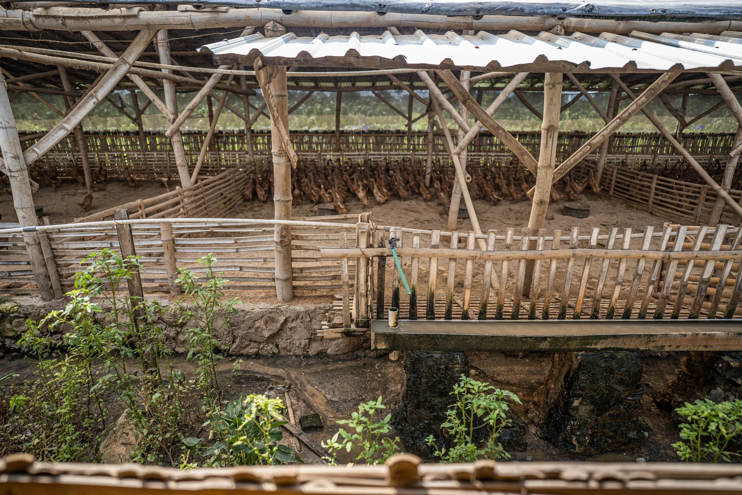 duck farm indonesia-140.jpg