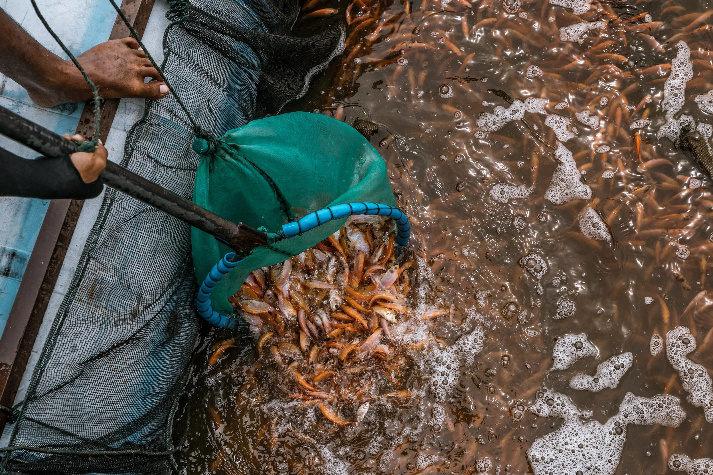 fish farm indonesia-43.jpg