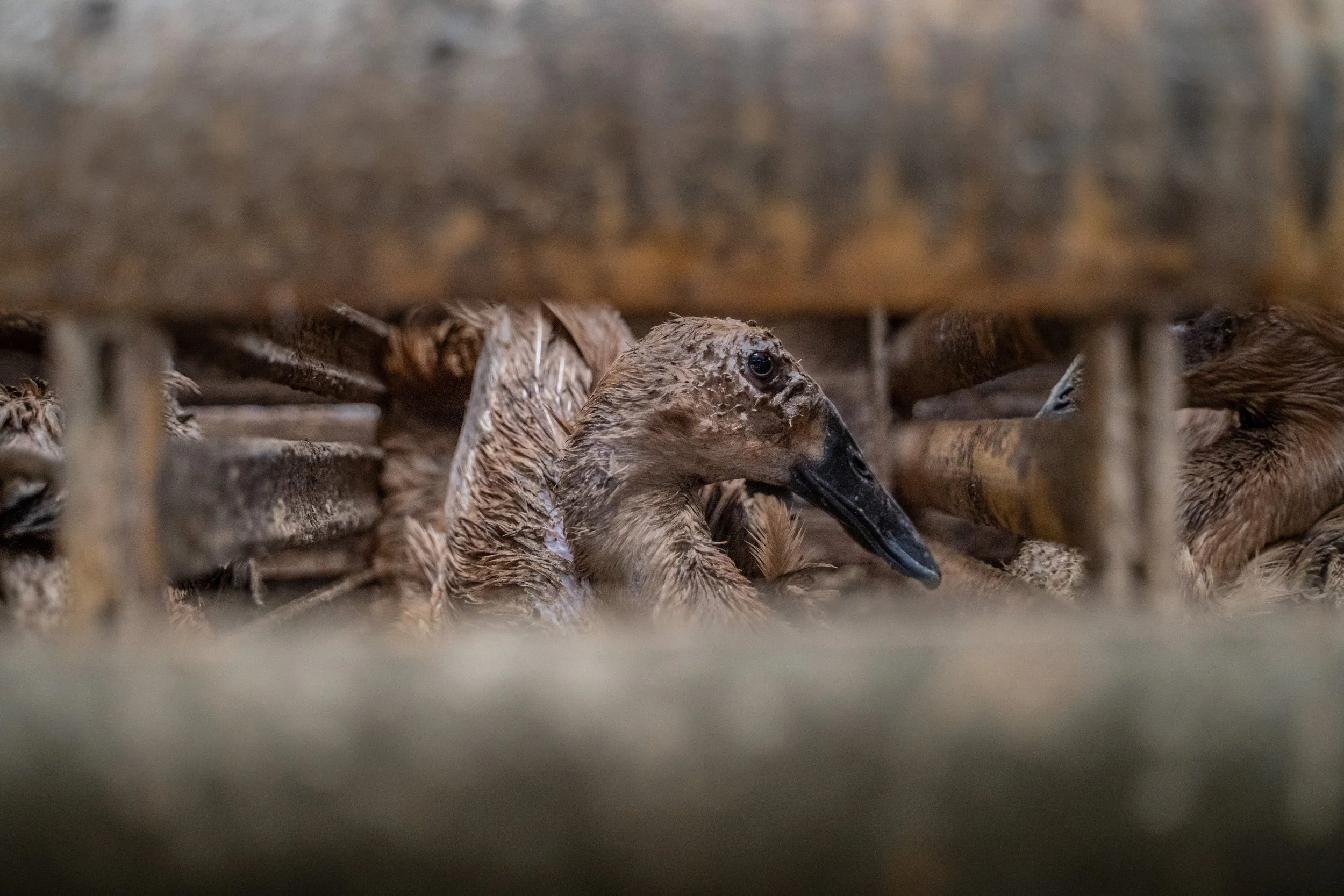 duck farm indonesia-169.jpg