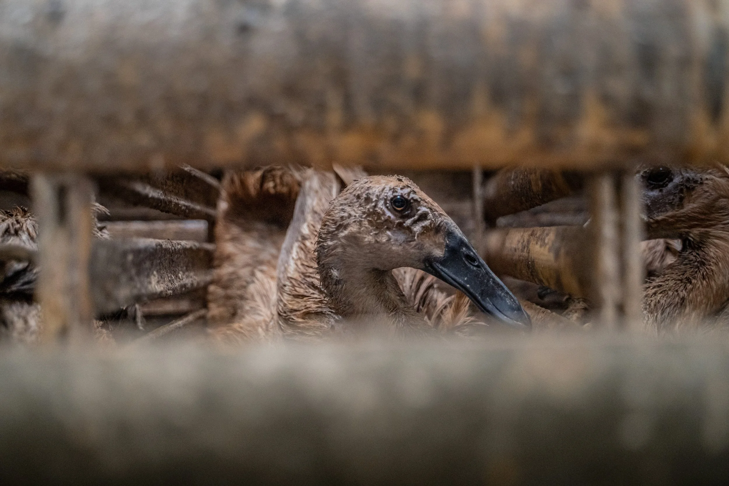 duck farm indonesia-4.jpg