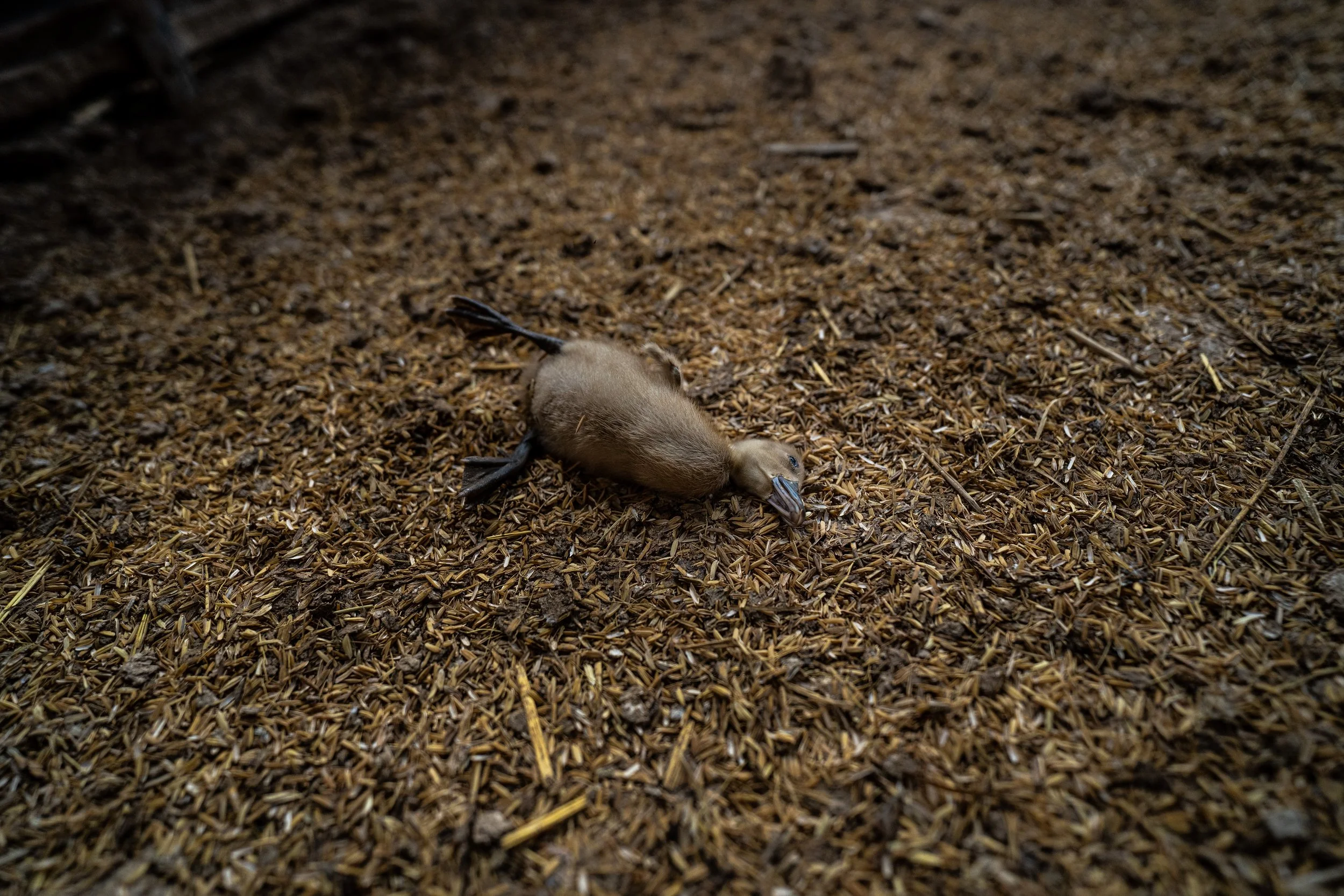 duck farm indonesia-152.jpg
