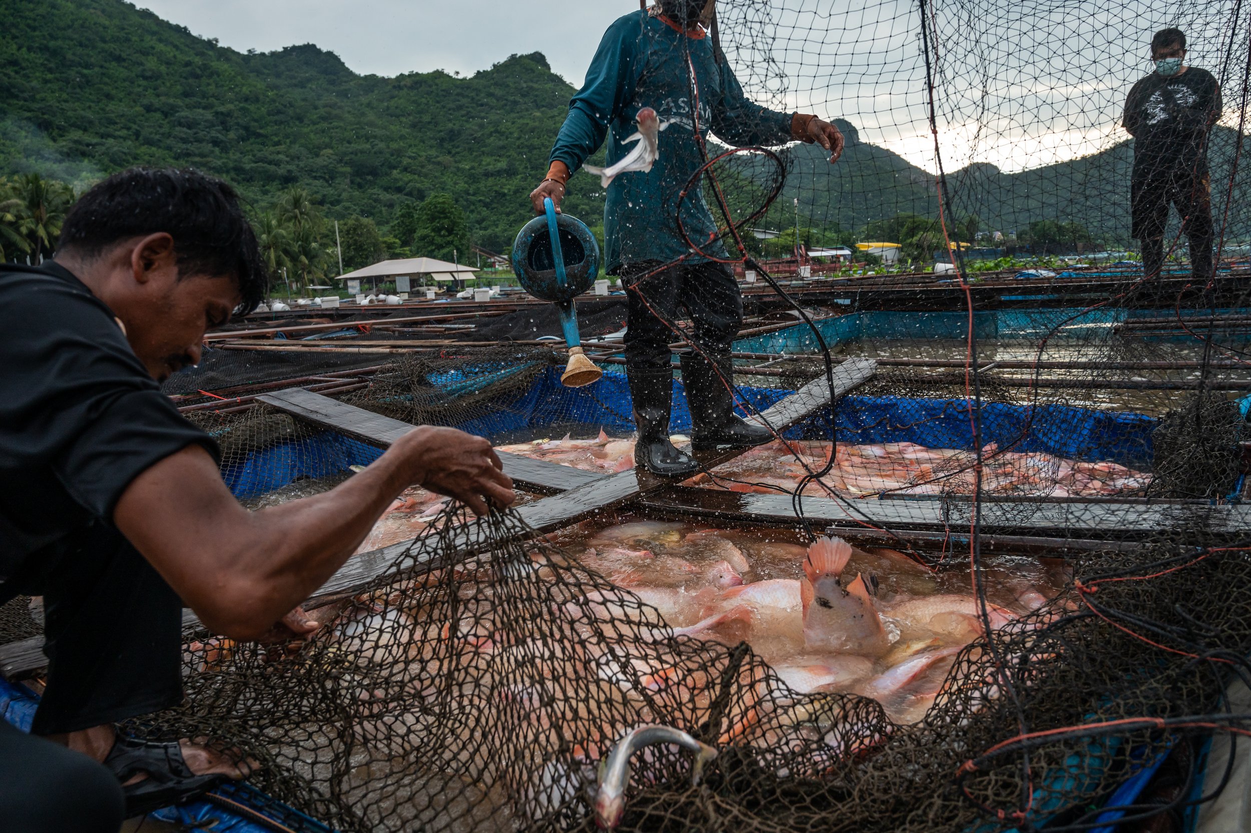 fish farm thailand-204.jpg