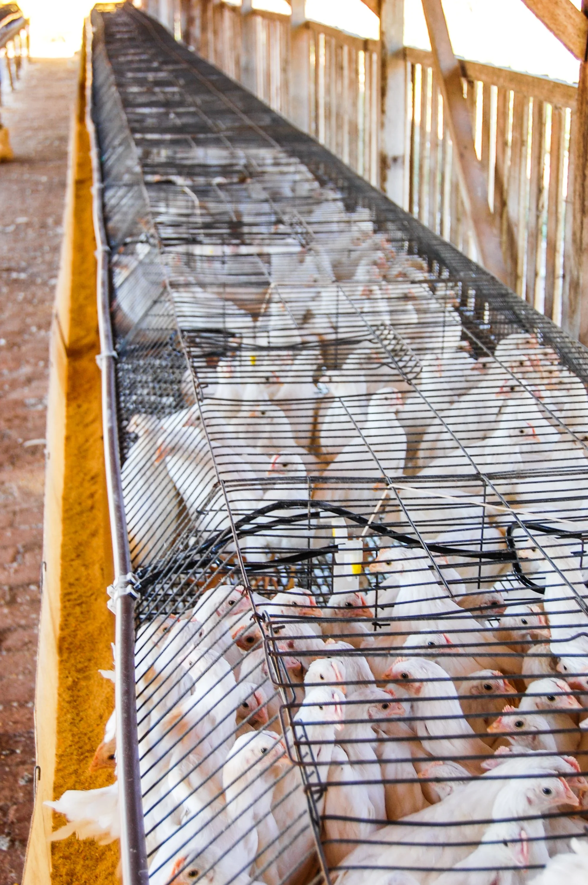 brazilmoreeggfarms-31-of-70jpg.jpg