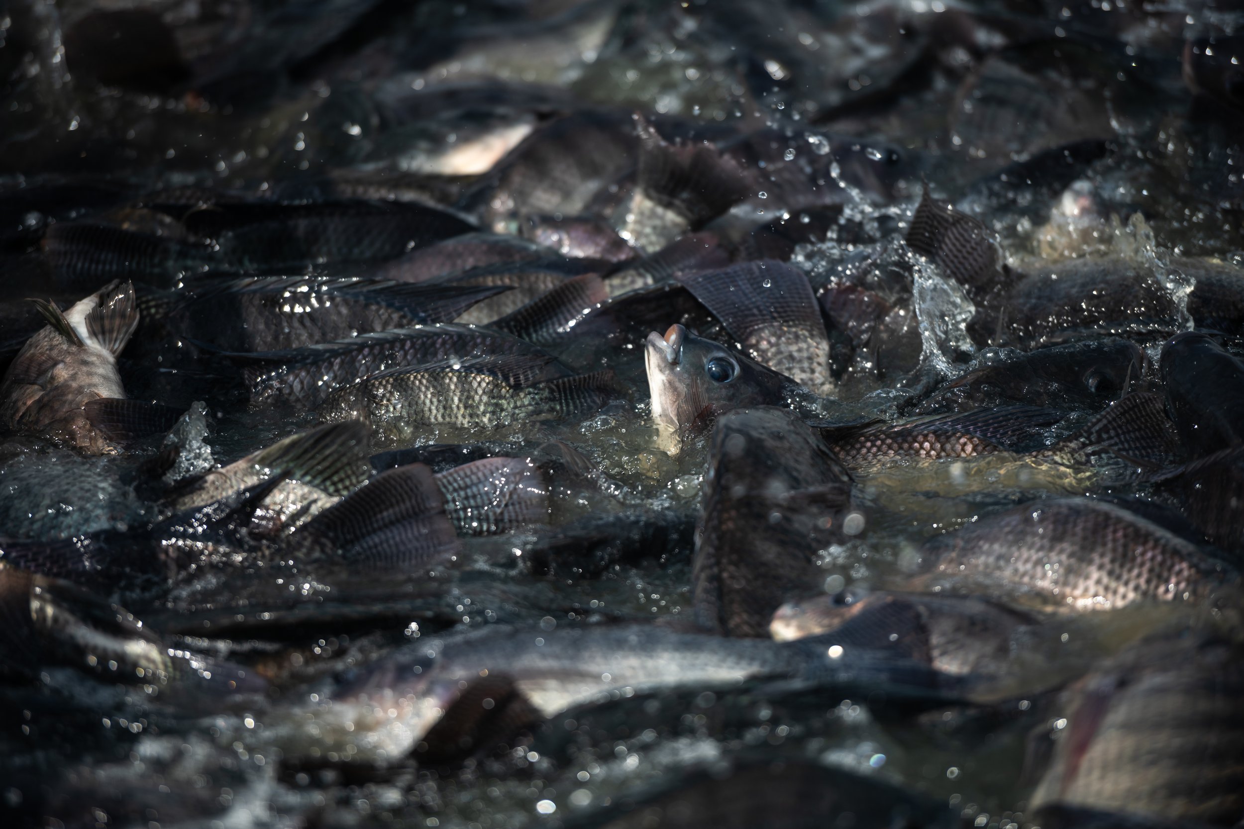 fish farm thailand-160.jpg