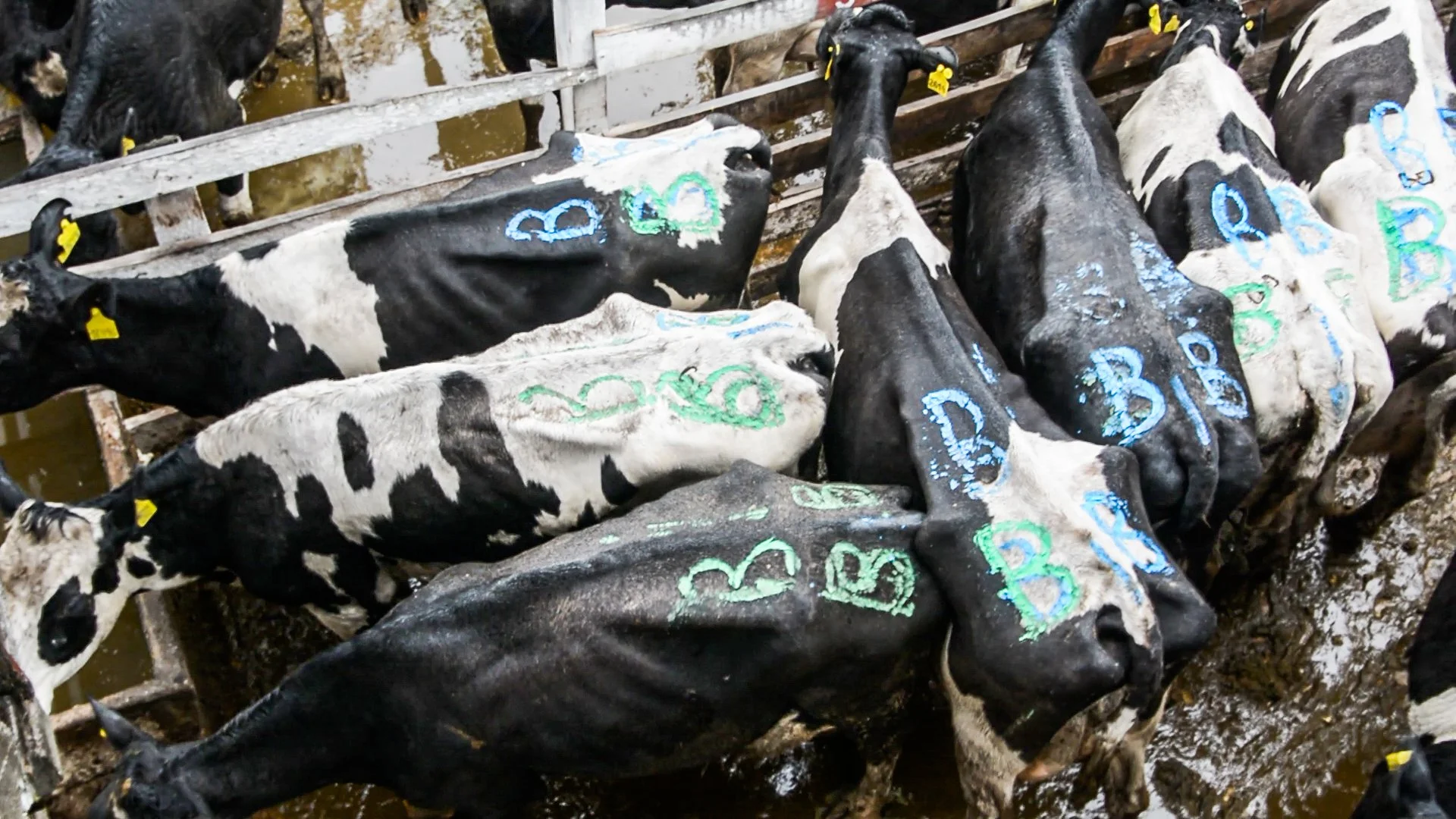 argentinacattle-6-of-10jpg.jpg