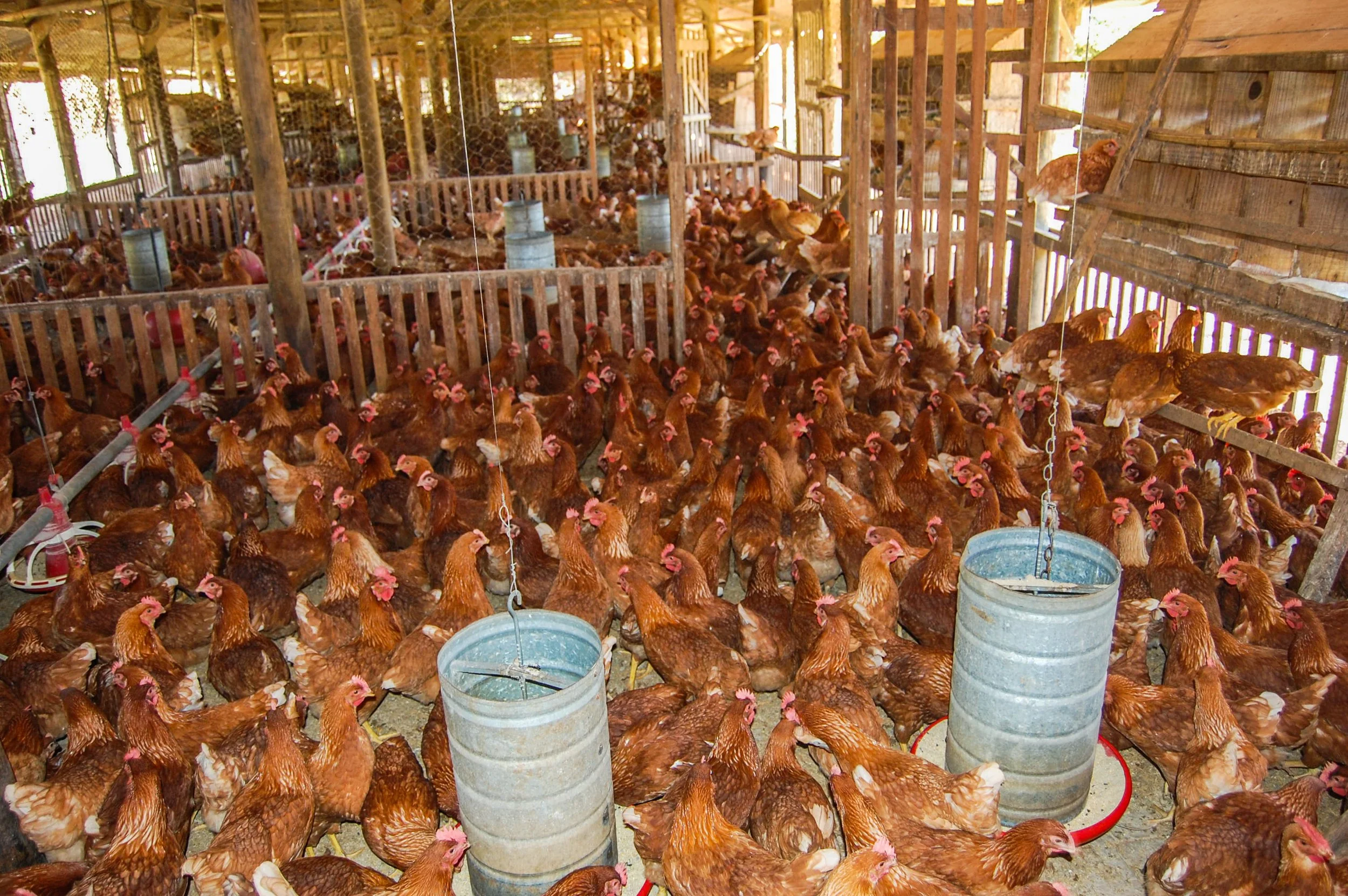 brazilmoreeggfarms-59-of-70jpg.jpg