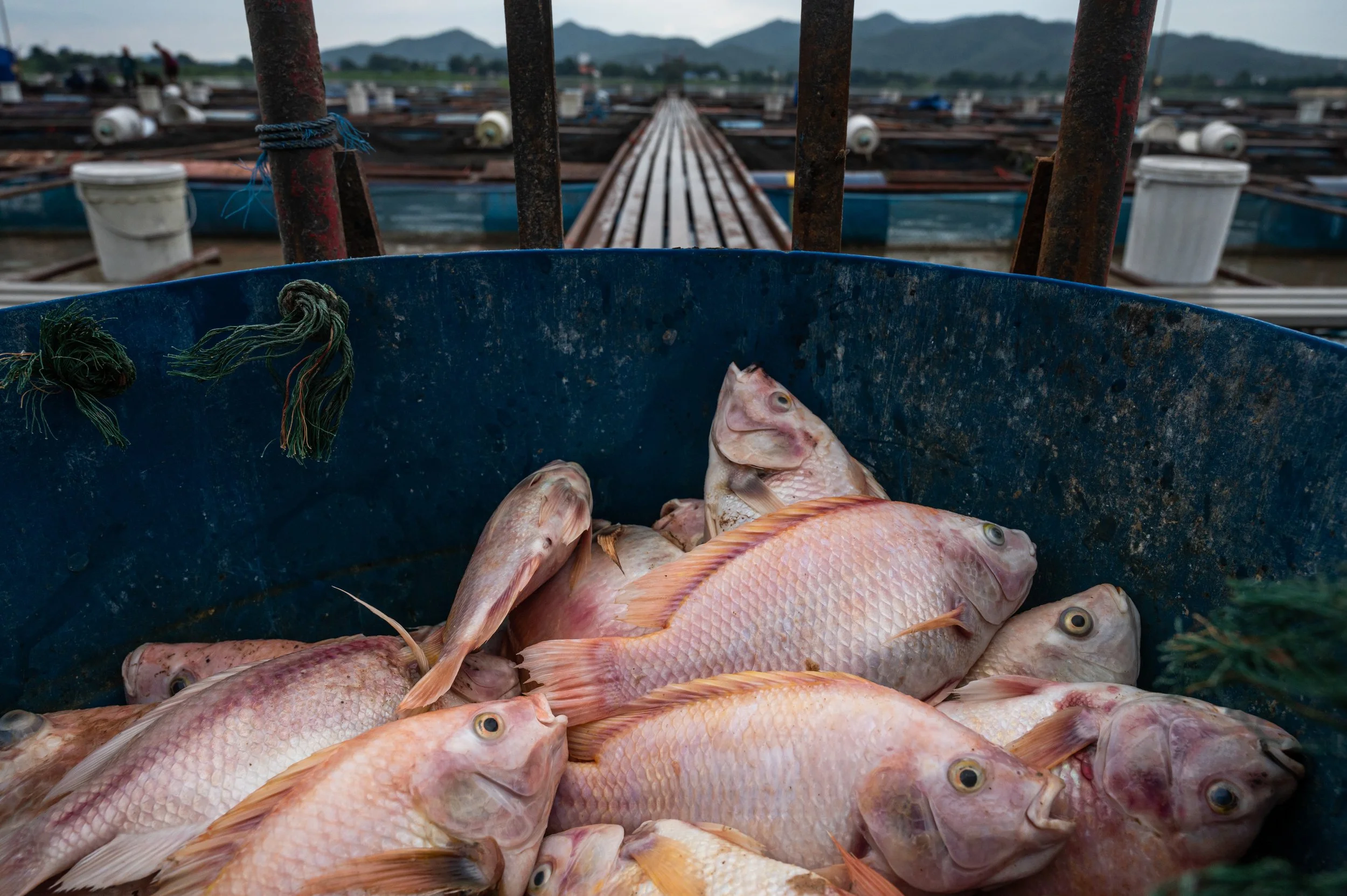 fish farm thailand-210.jpg