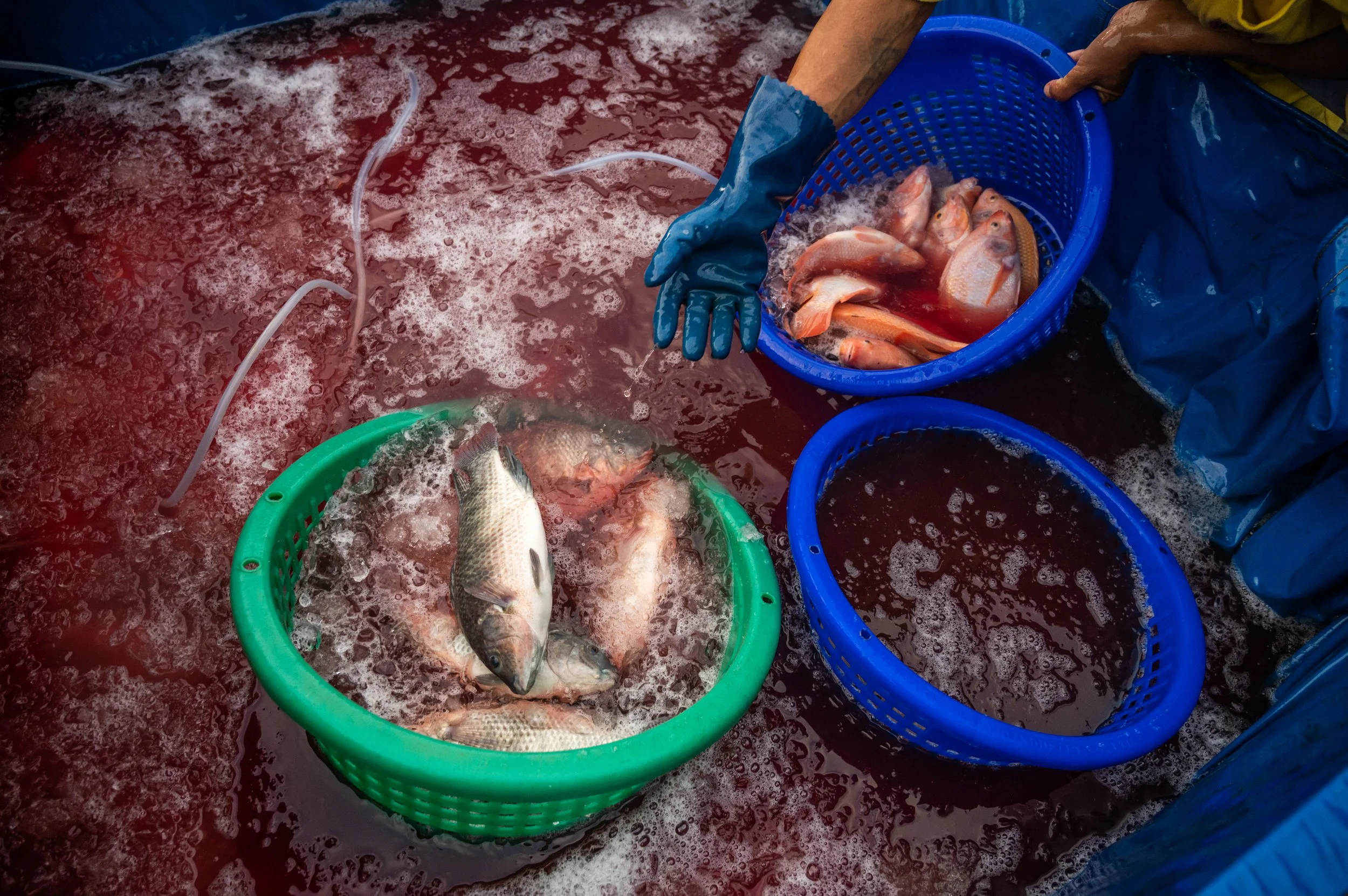fish farm thailand-221.jpg