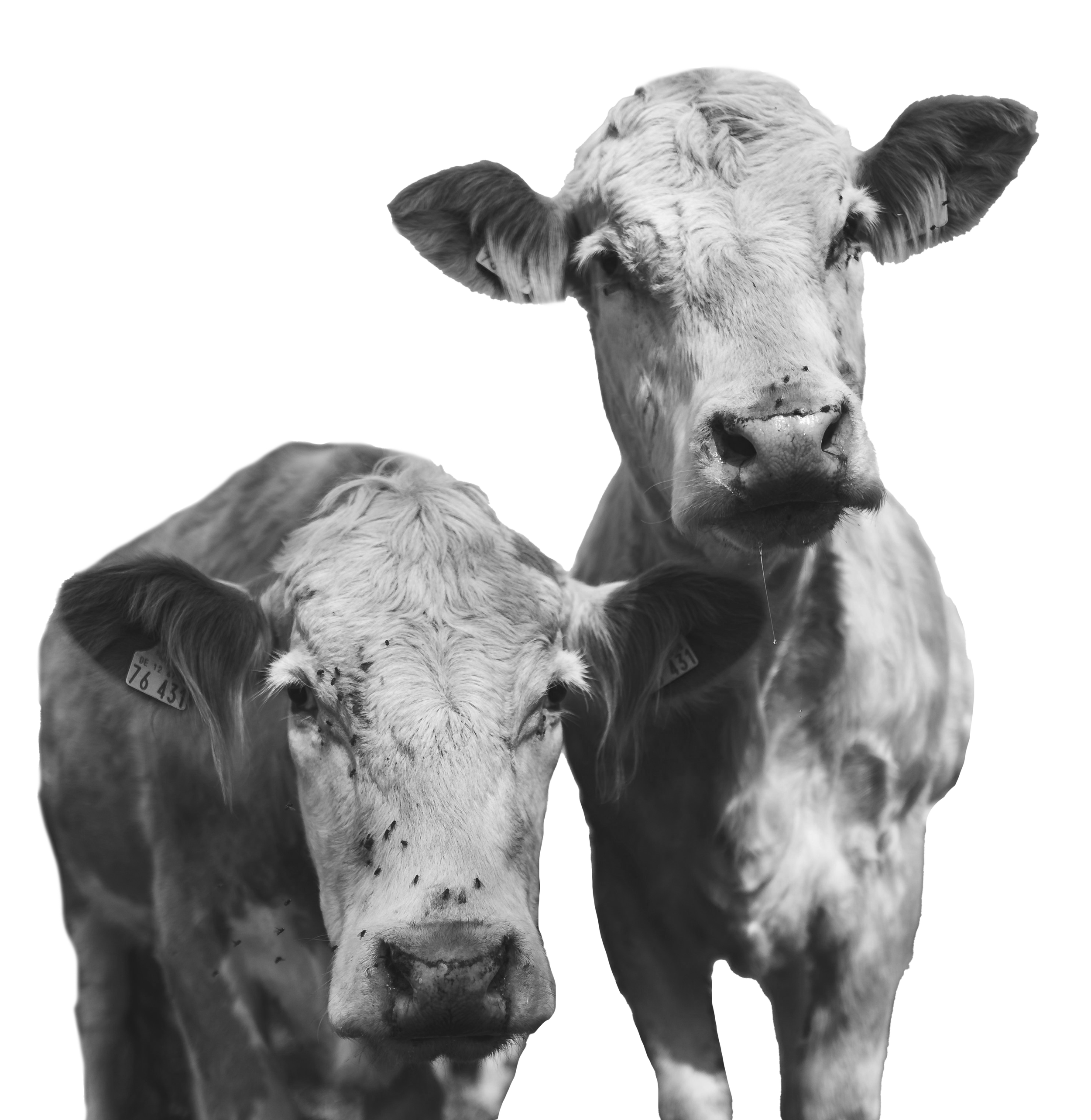 Black and white photo of a cow and calf, with the calf resting its head on the cow's chest