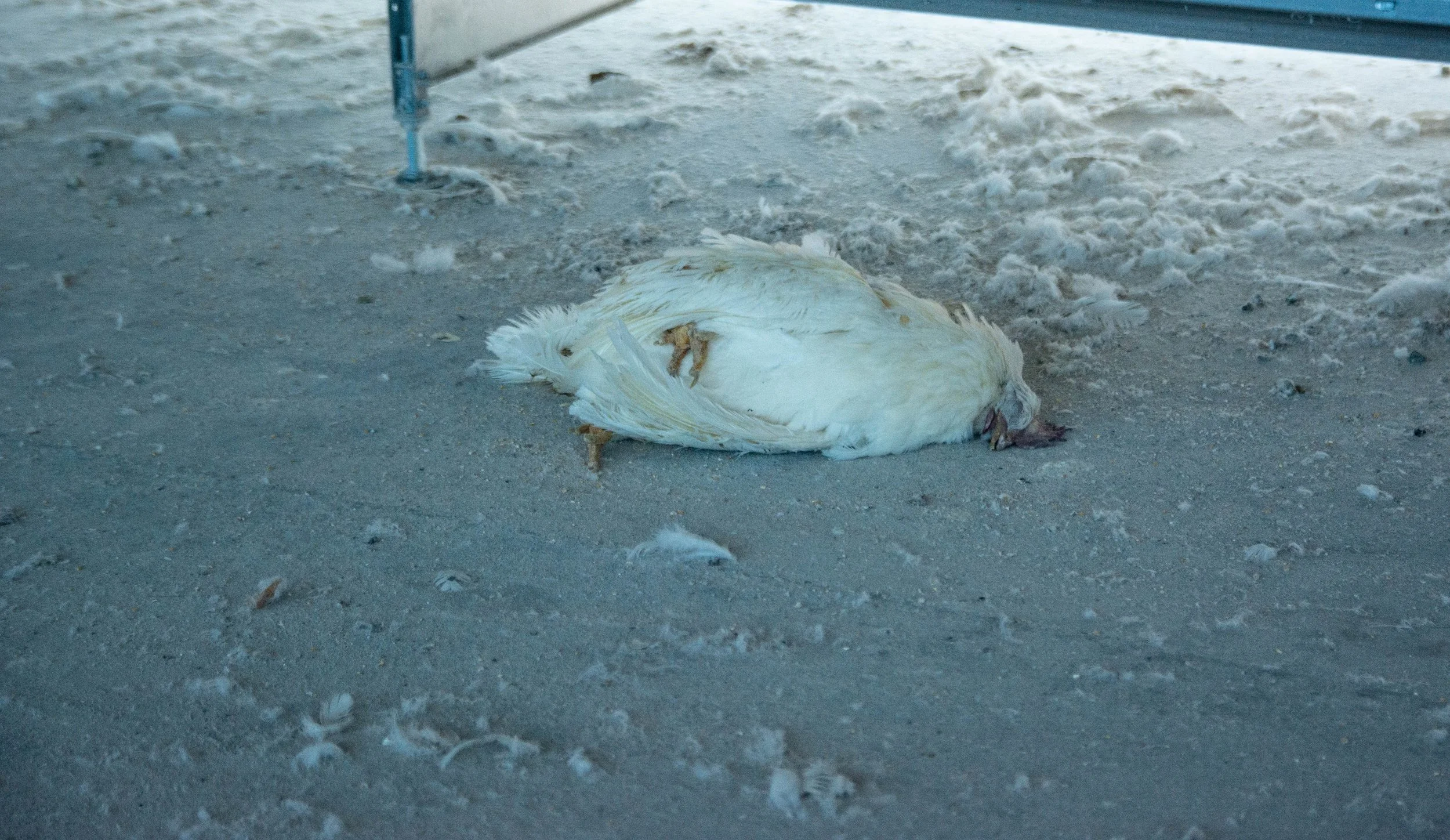 dsc_5865jpg.jpg