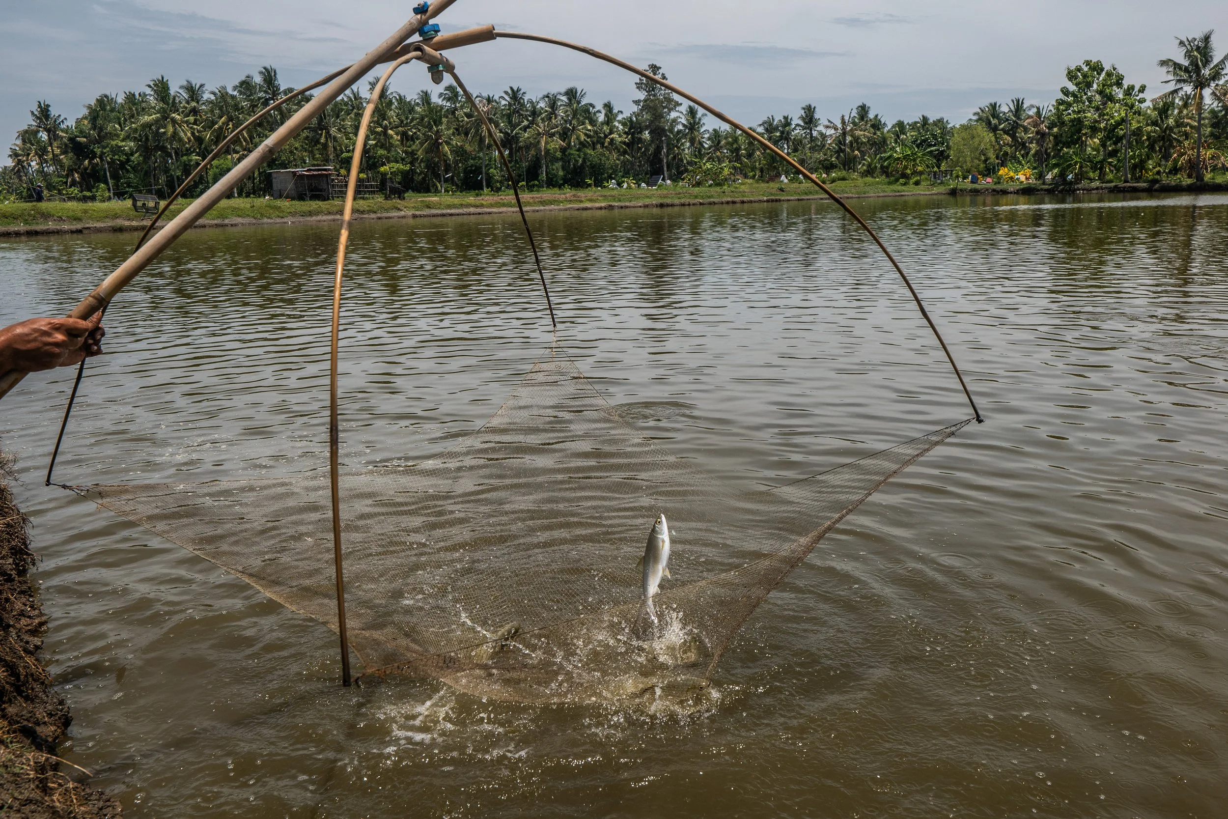 fish farm indonesia-60.jpg