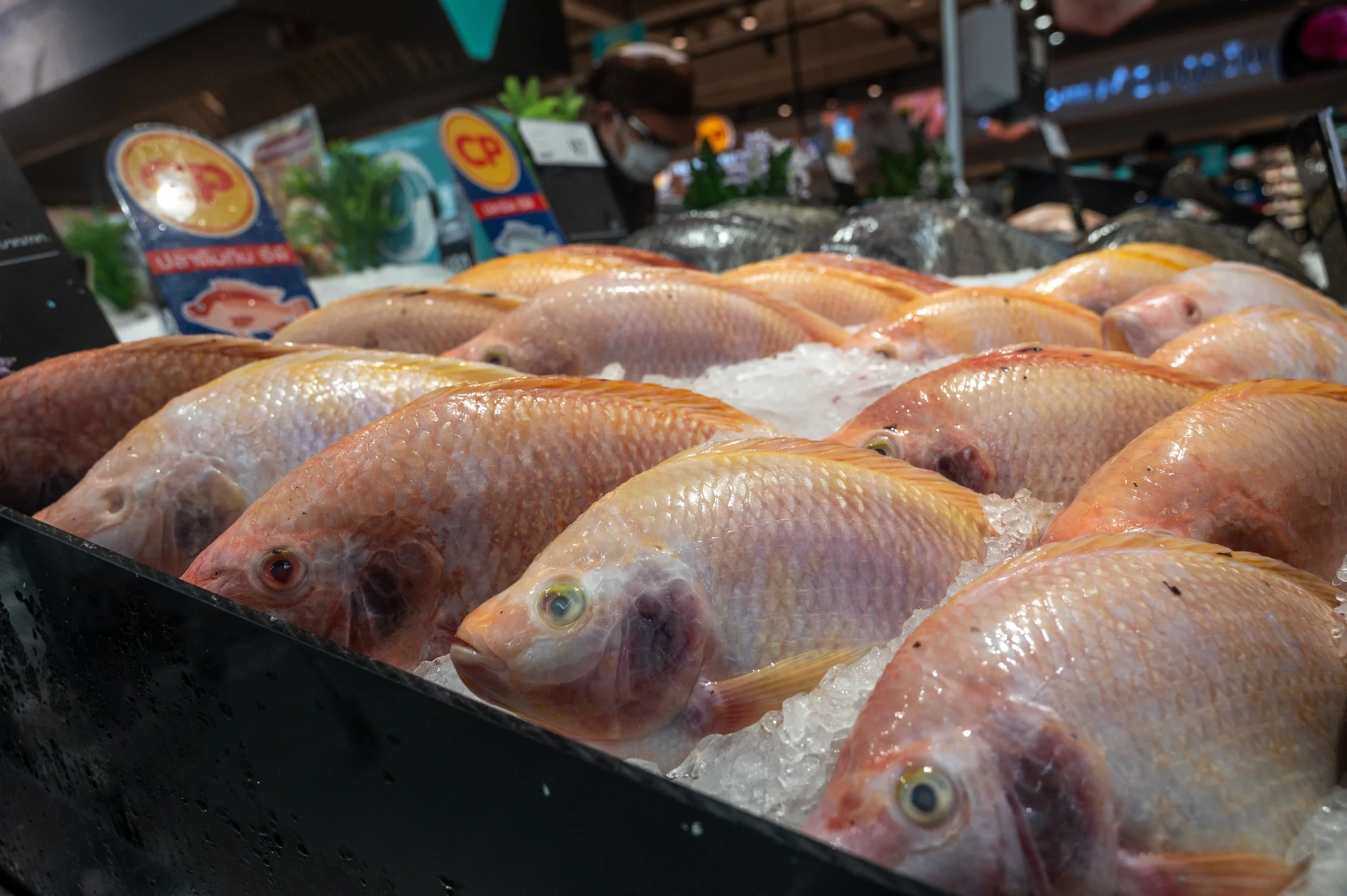 fish farm thailand-236.jpg