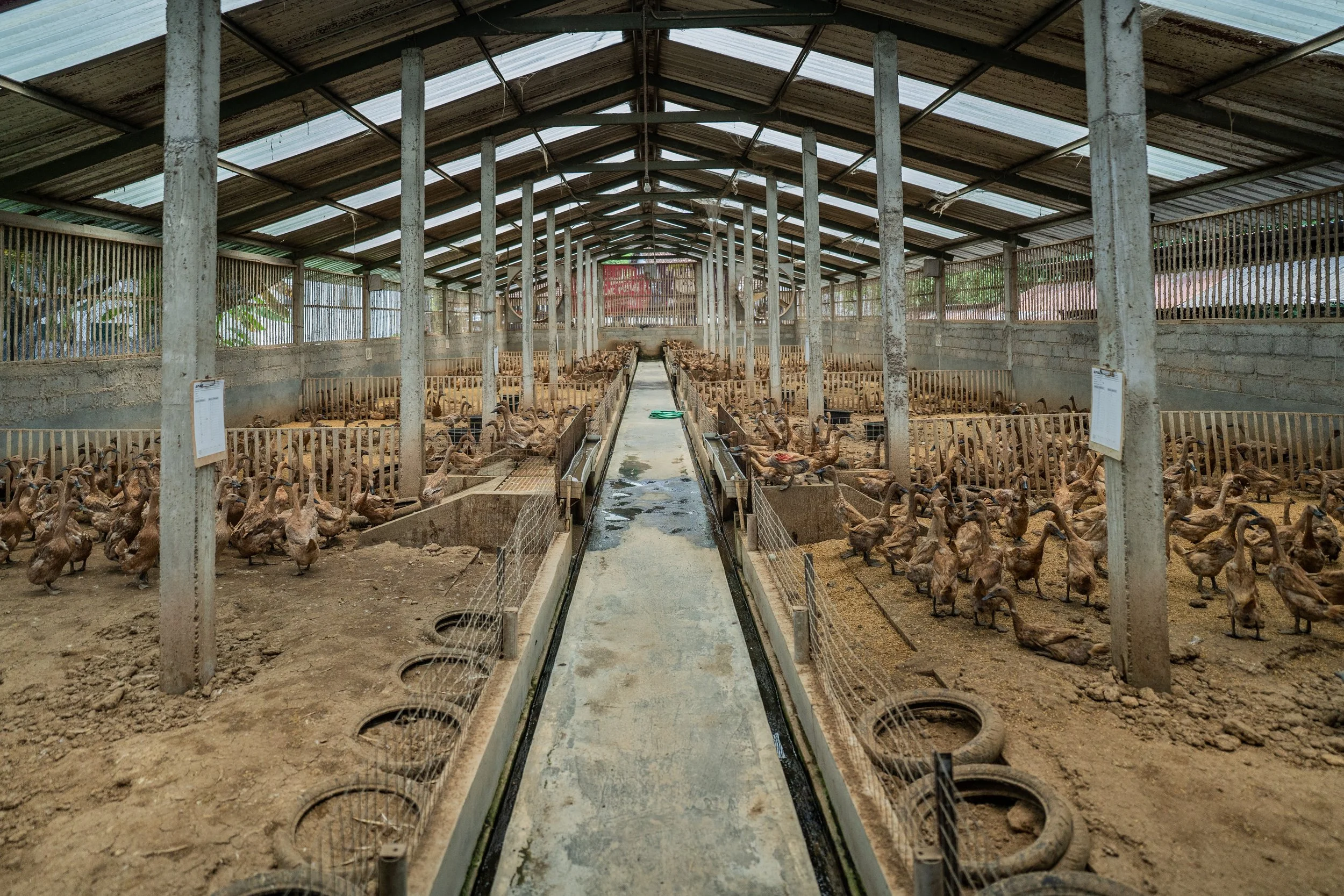 duck farm indonesia-153.jpg