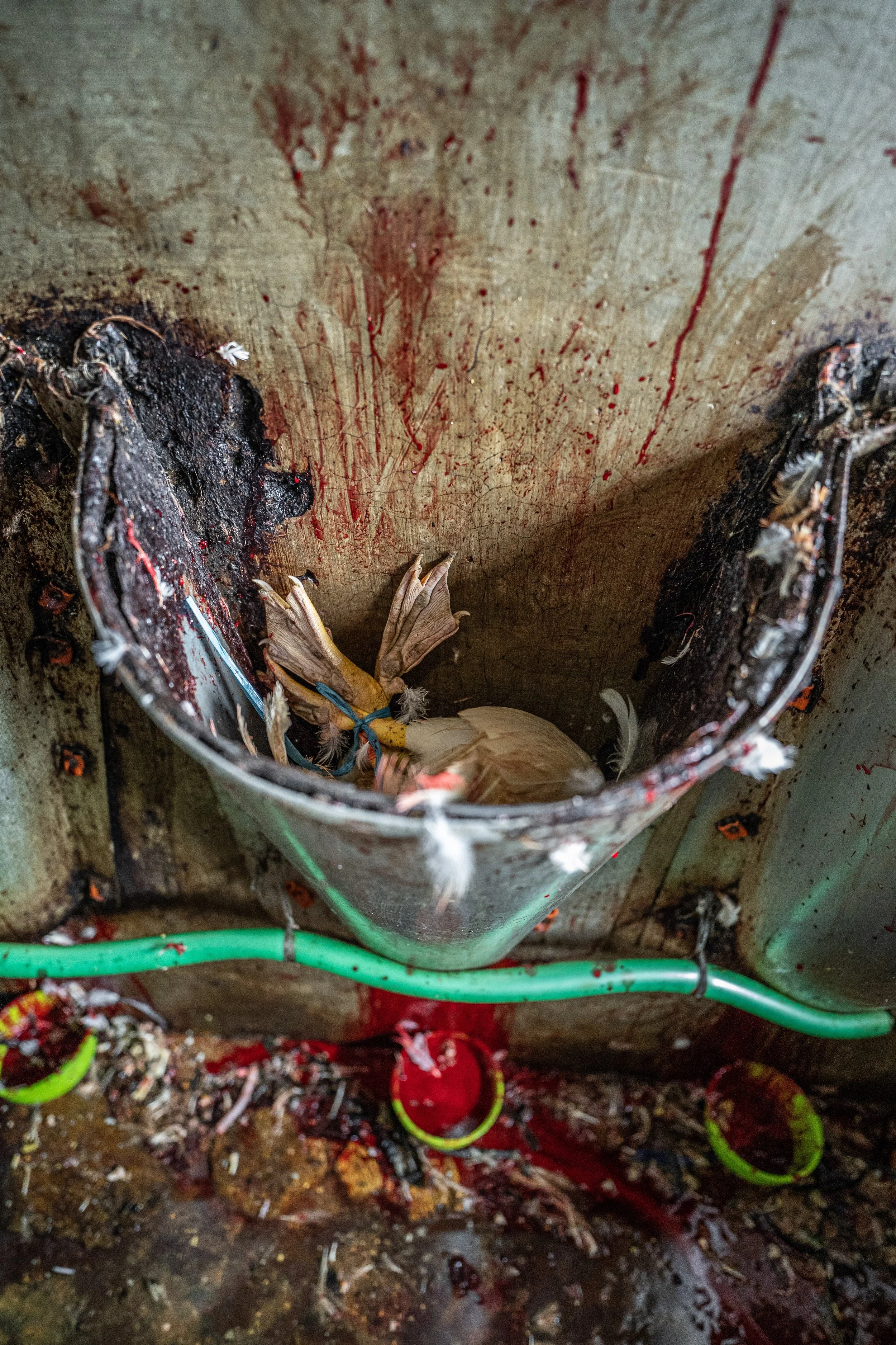 duck farm indonesia-64.jpg