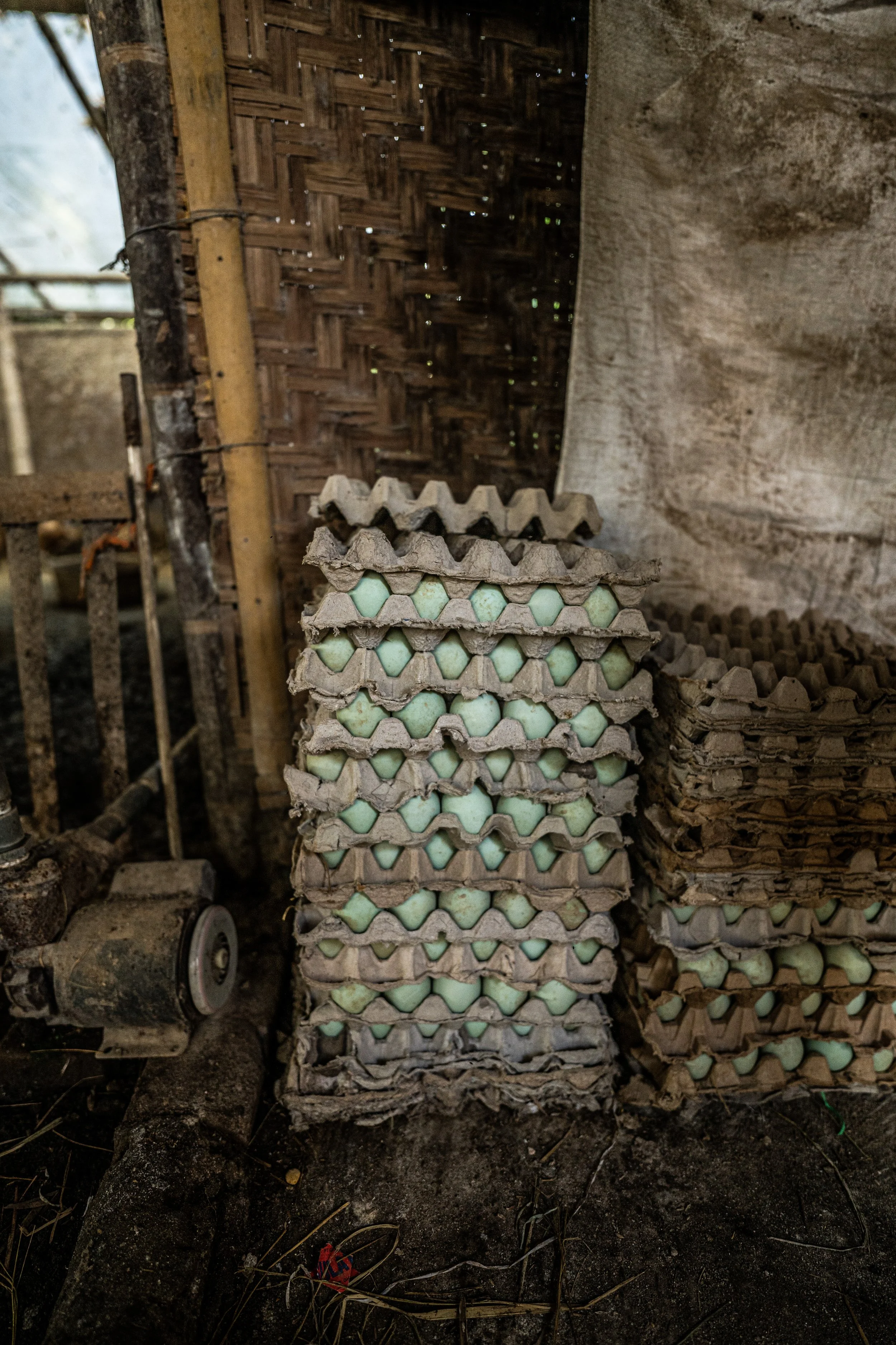 duck farm indonesia-156.jpg