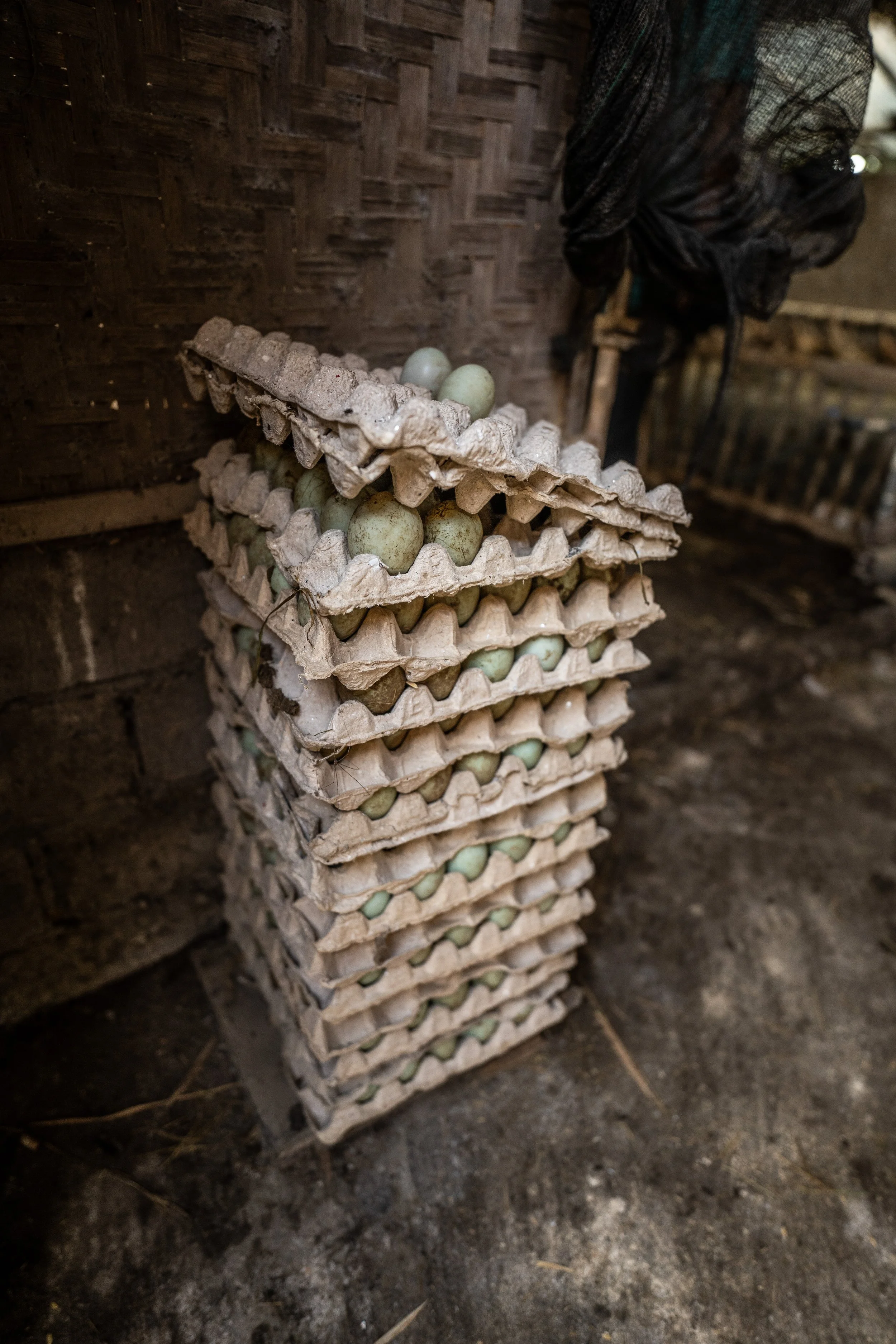 duck farm indonesia-122.jpg