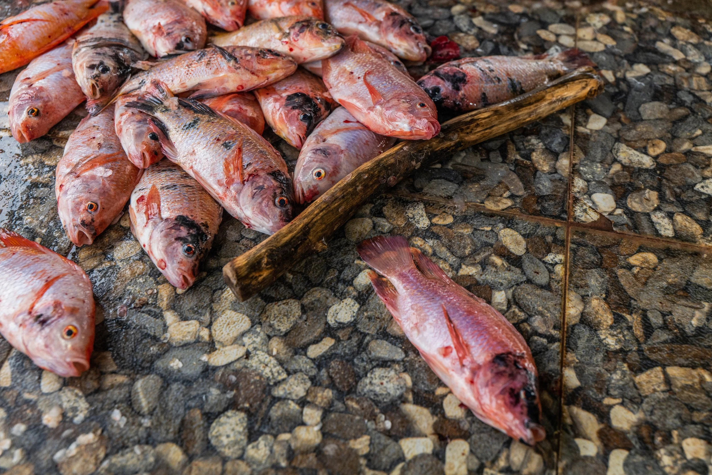 fish farm indonesia-12.jpg