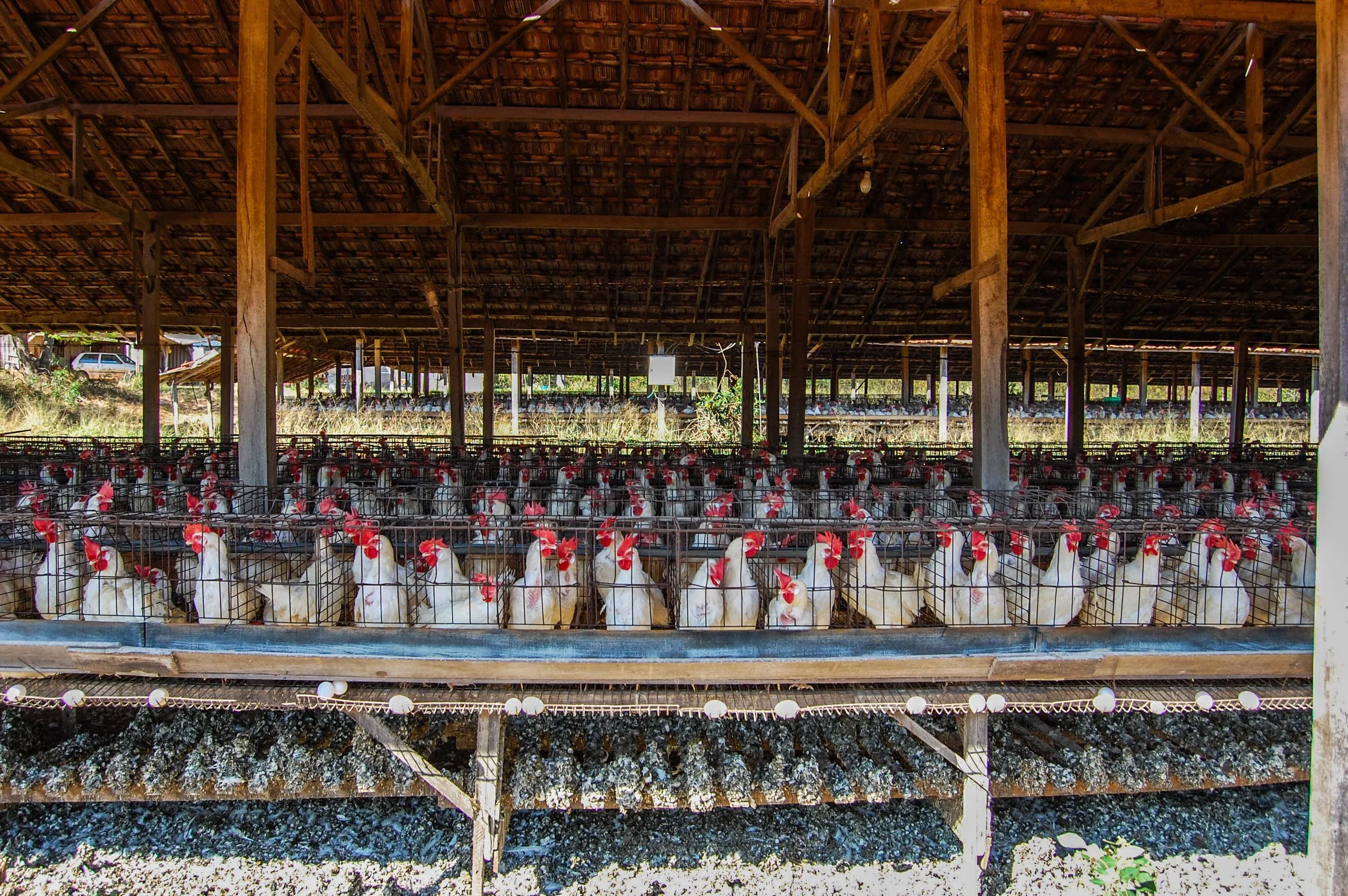 brazilmoreeggfarms-37-of-70jpg.jpg