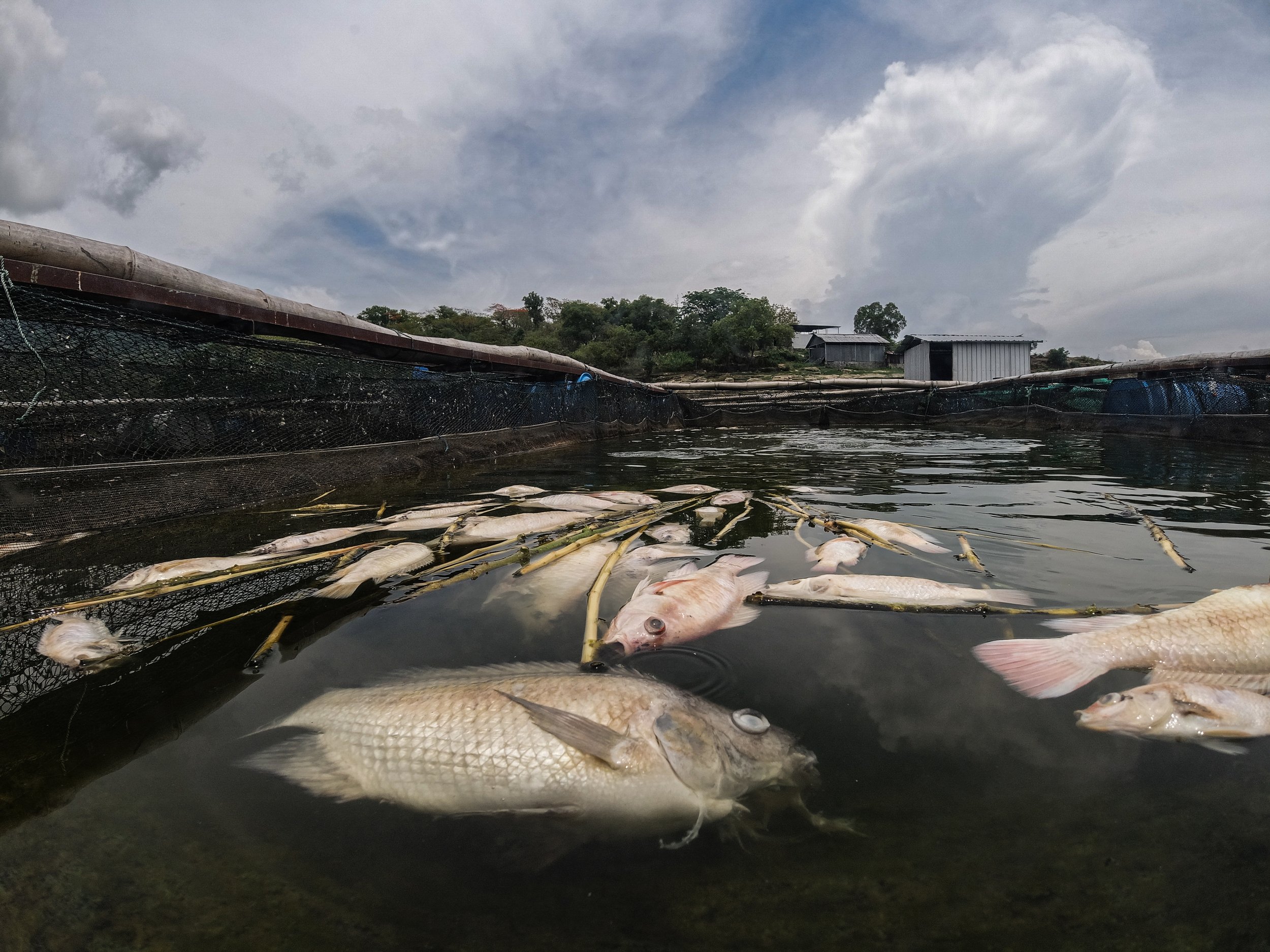 fish farm indonesia-44.jpg