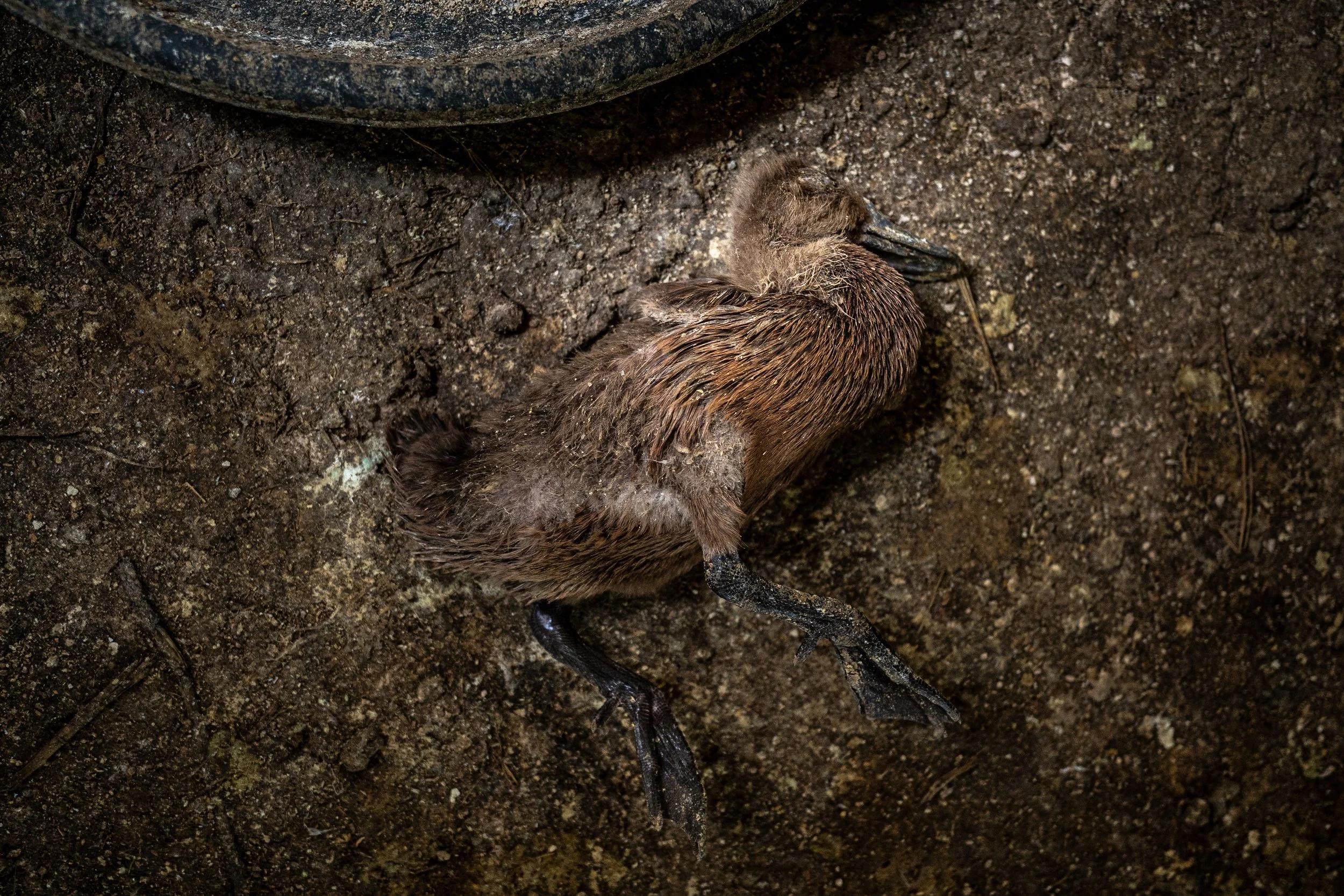 duck farm indonesia-88.jpg