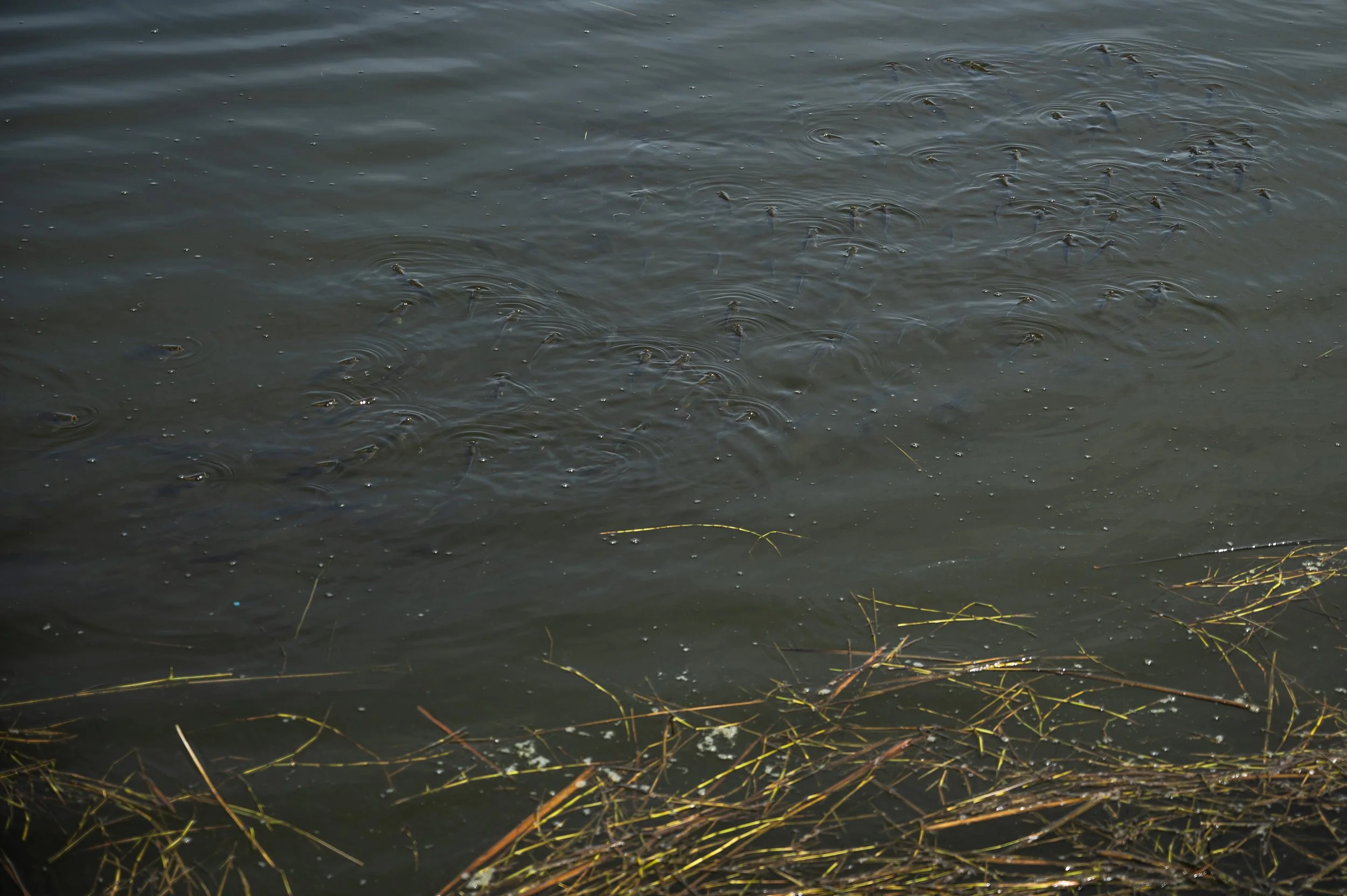 fish farm thailand-81.jpg