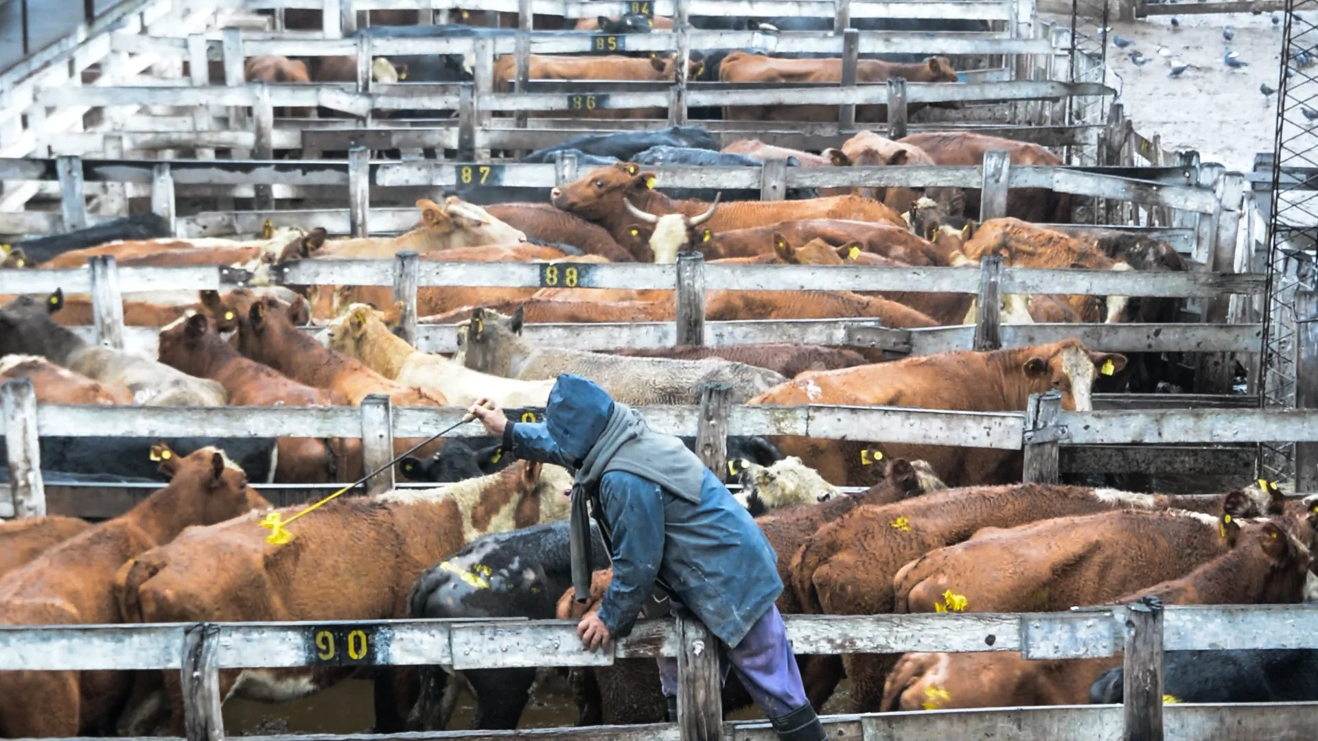 Argentinian cattle market (2019)