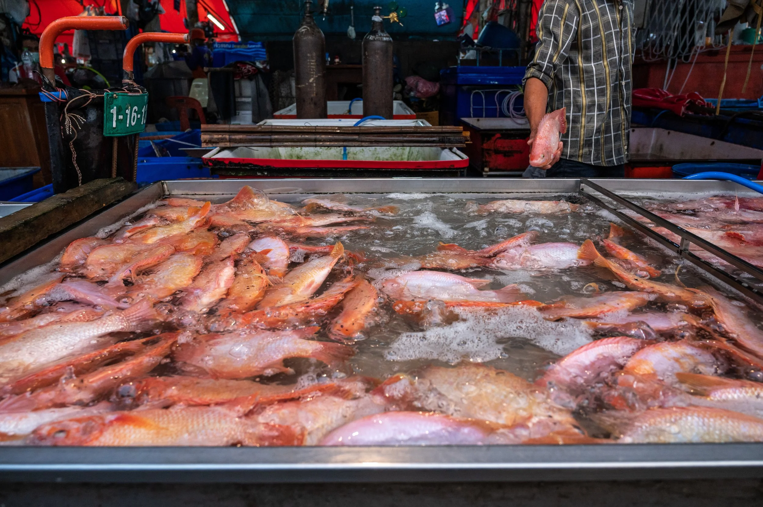 fish farm thailand-116.jpg