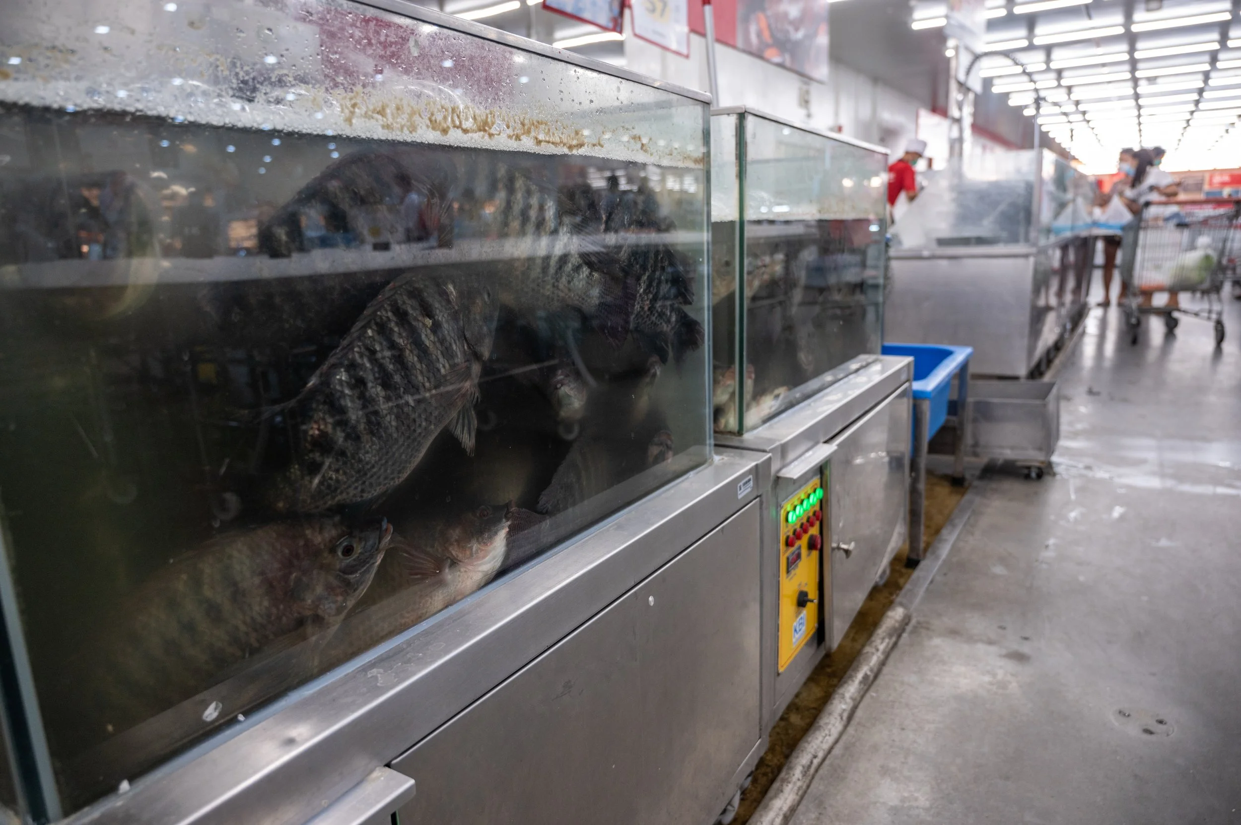 fish farm thailand-104.jpg