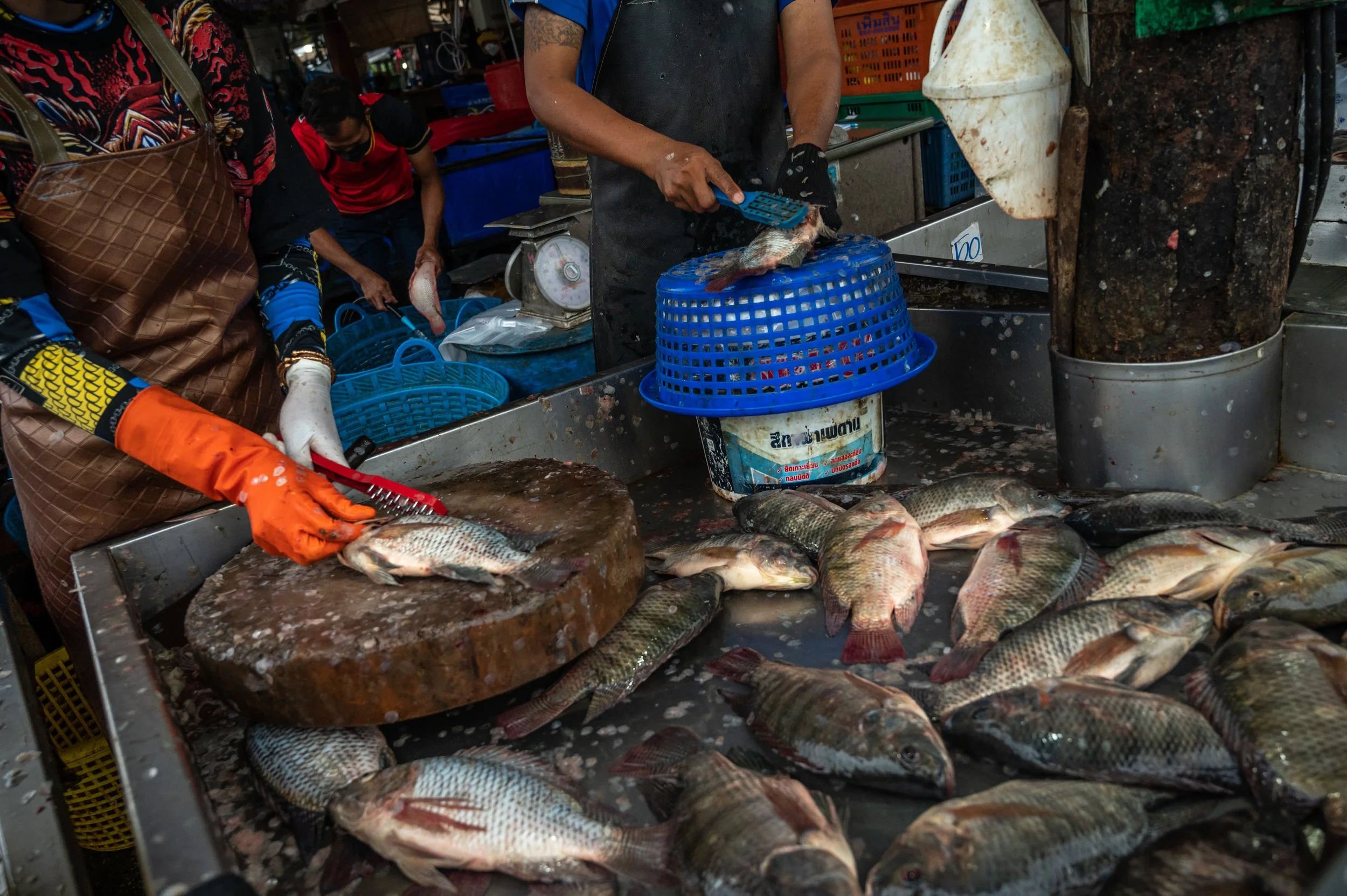 fish farm thailand-59.jpg