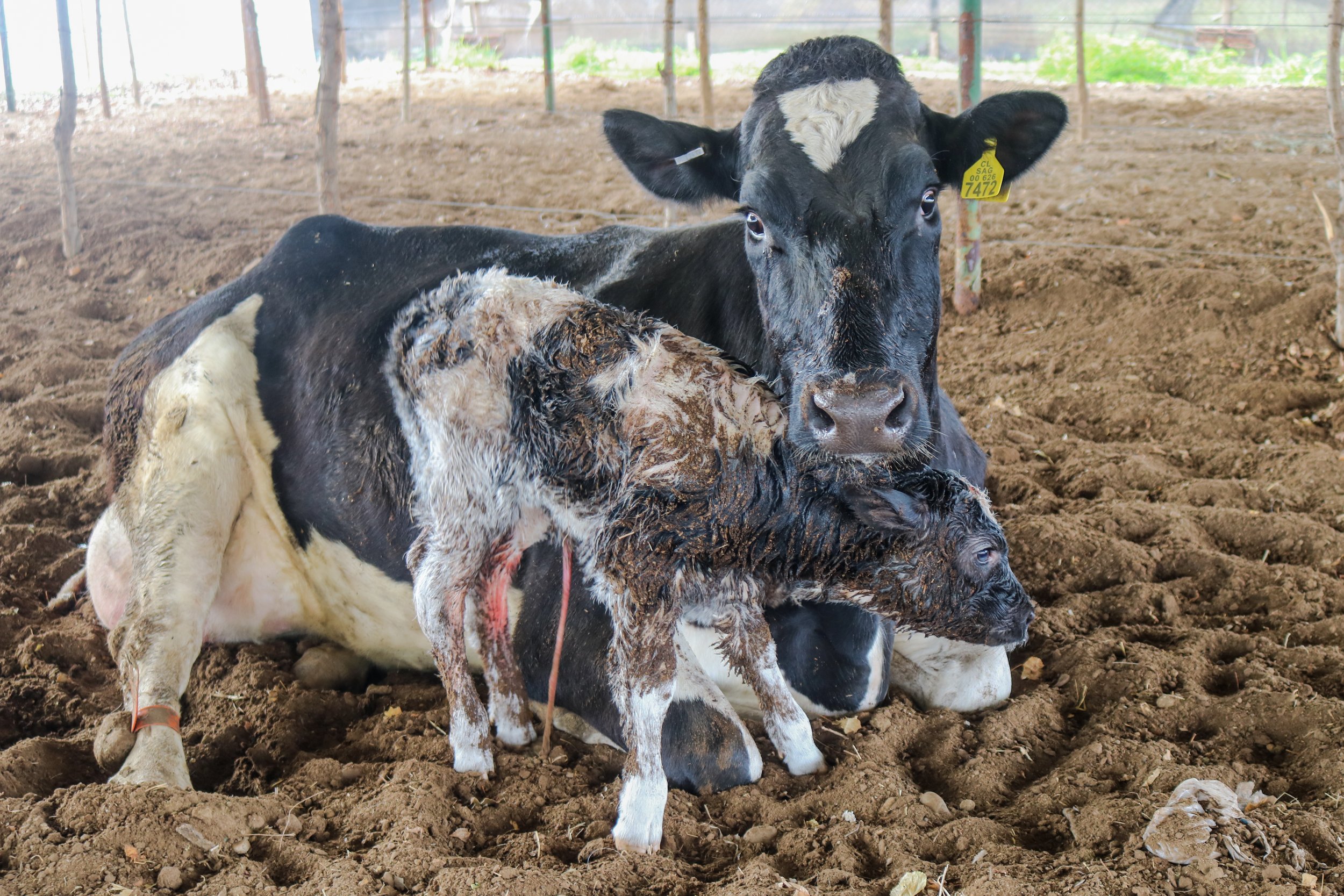 Chilean dairy farms (2019)